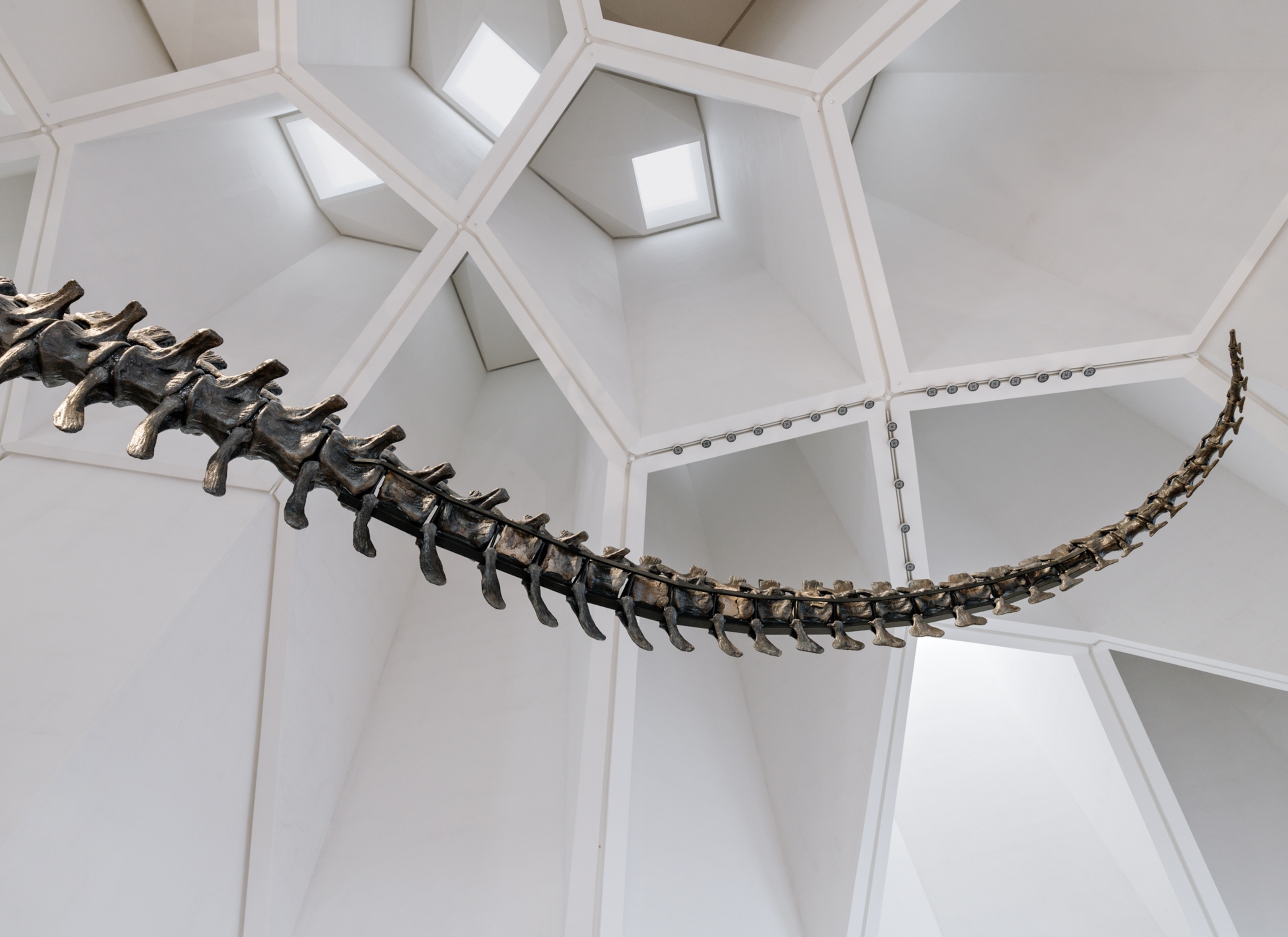 A long dinosaur tail sits in the air in front of a white, honeycombed ceiling.