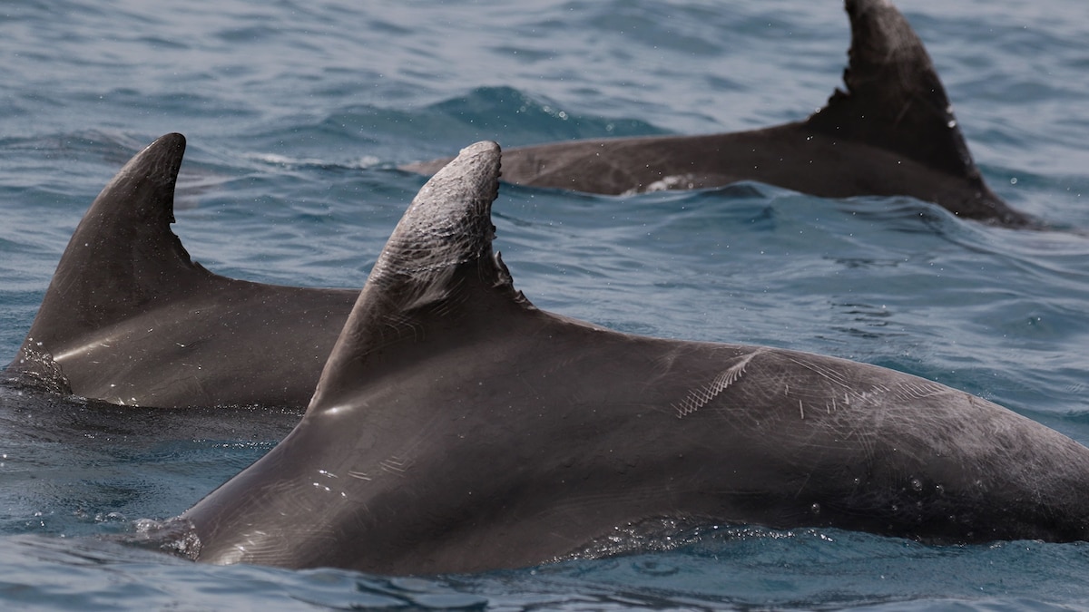 Why Rome’s dolphins are fighting each other