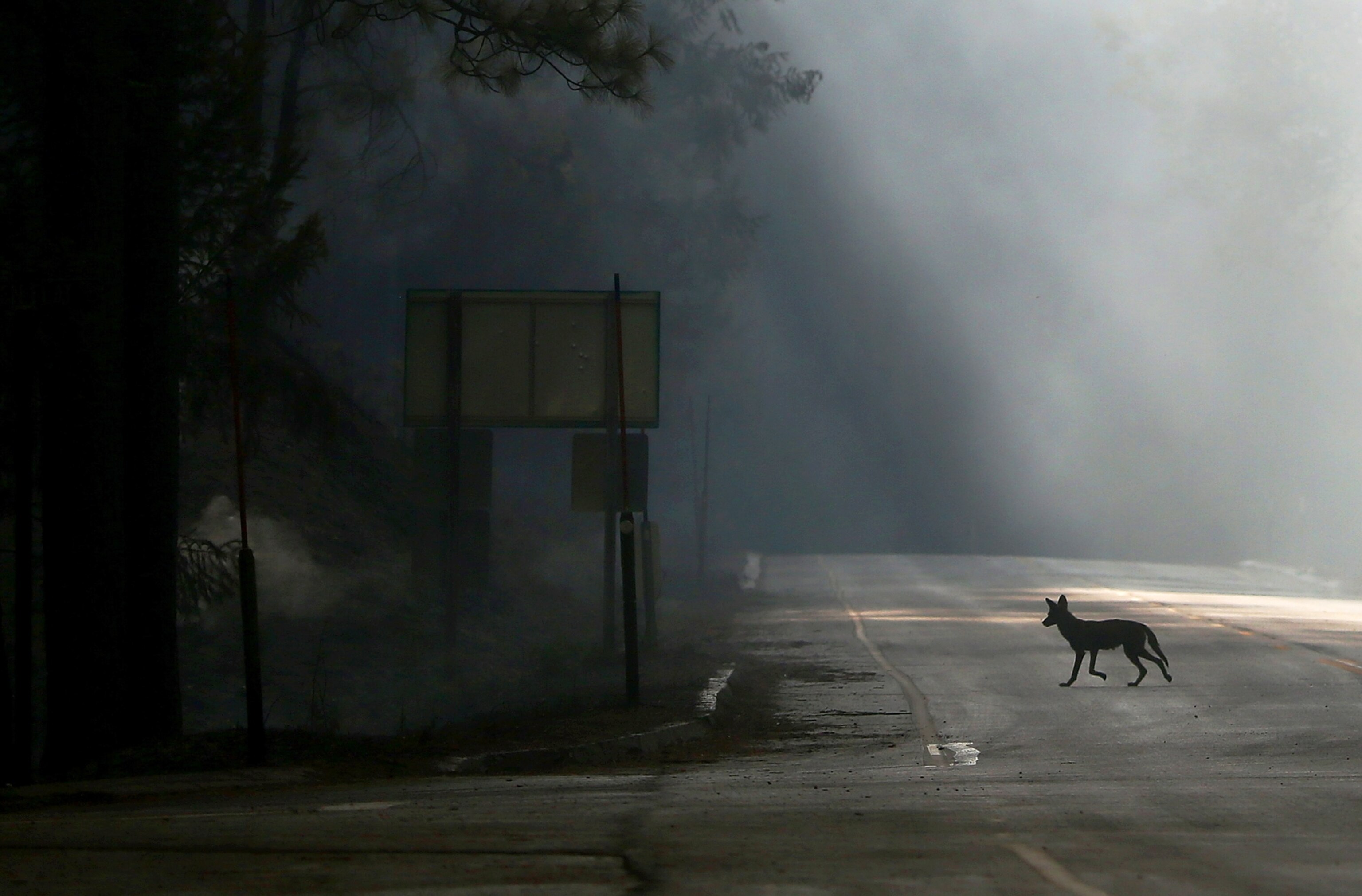 a coyote walking across U.S. Highway 120 Yosemite during the Rim Fire