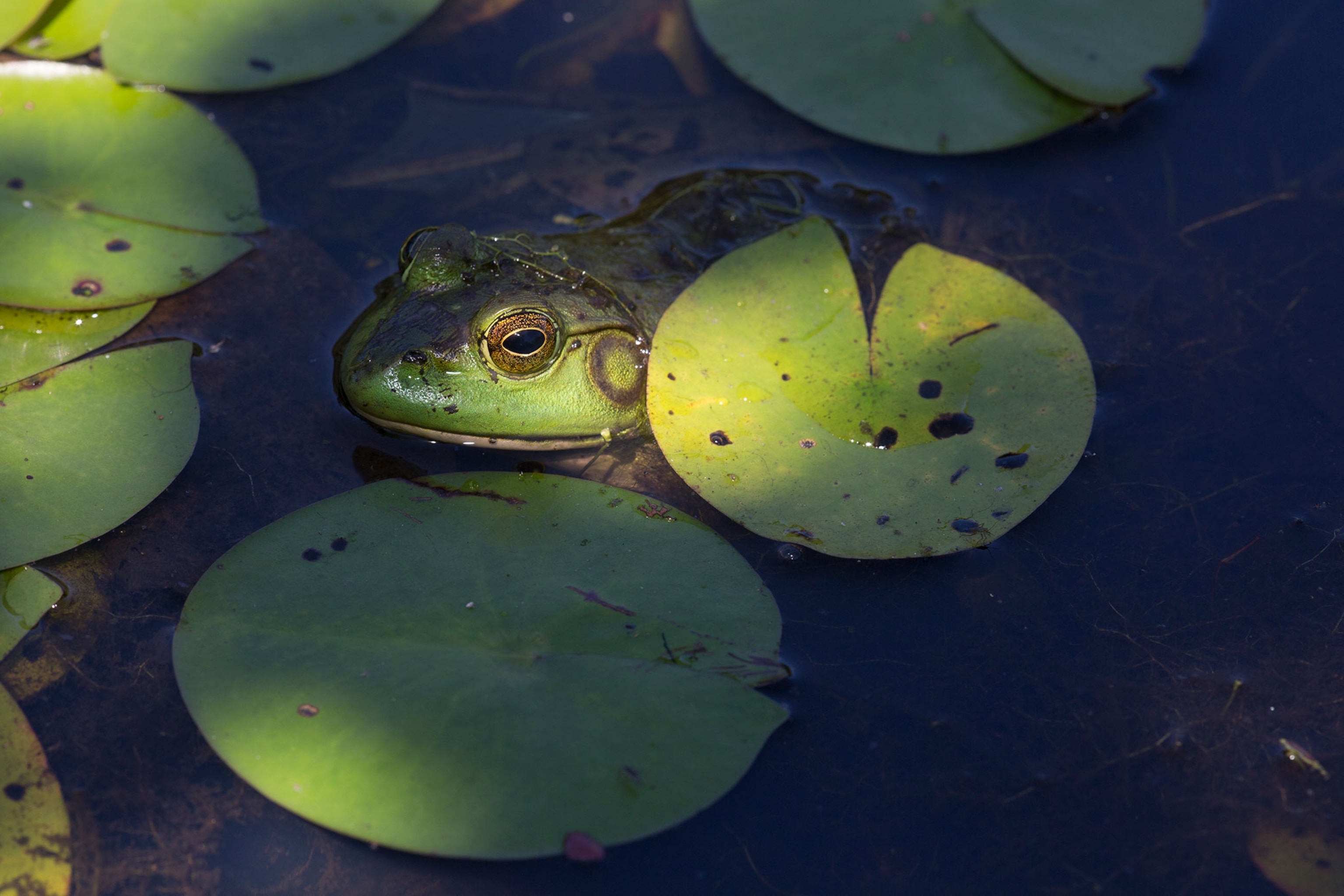 A bullfrog in water.