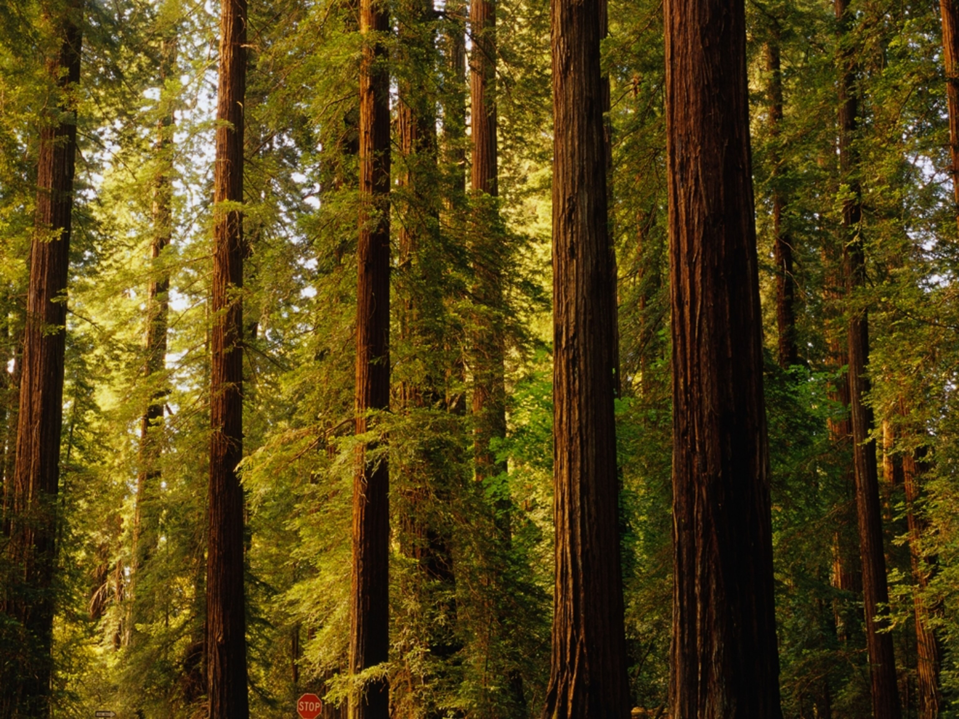 Redwoods in Prairie Creek Redwoods Park, Eureka, California