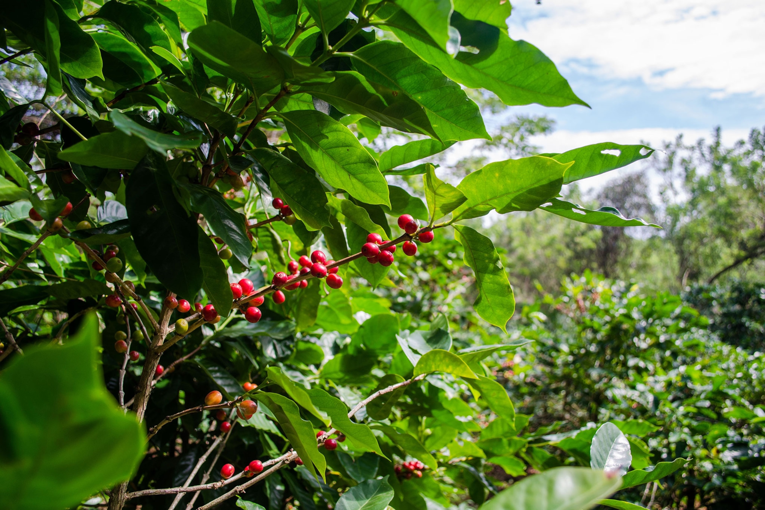 Coffee beans on a coffee tree in Nicaragua 