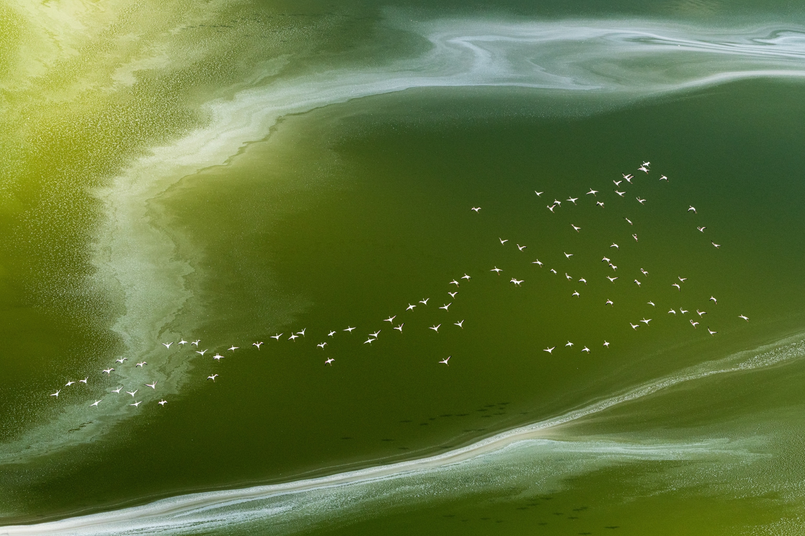 Aerial view of a large flock of birds flying over a serene green-hued lake, with swirling white patterns on the water