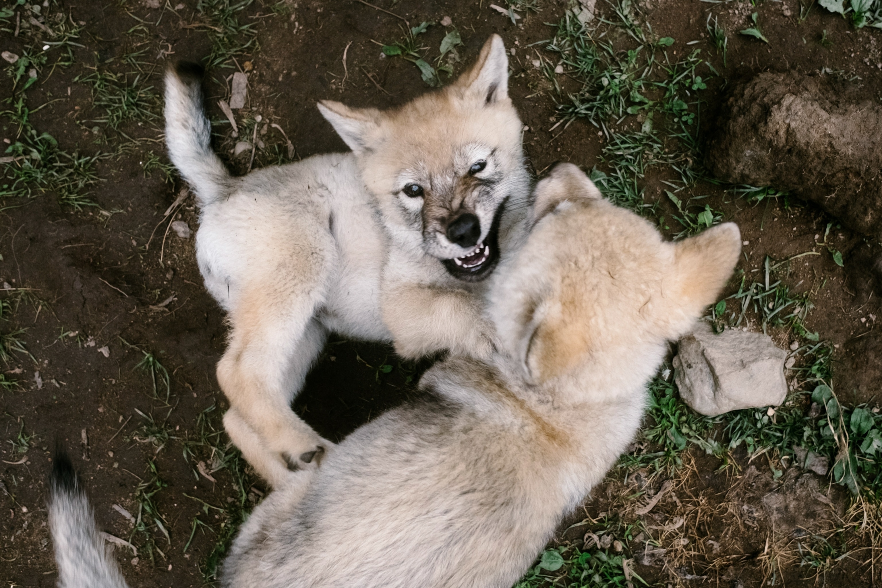 Two playful wolf pups tussle on the ground, one showing teeth in a playful snarl. Earthy background with grass and scattered rocks.