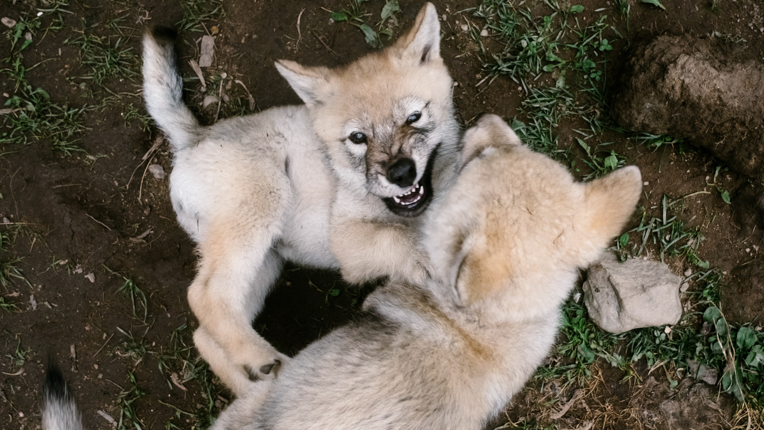 The evolutionary case for a little roughhousing