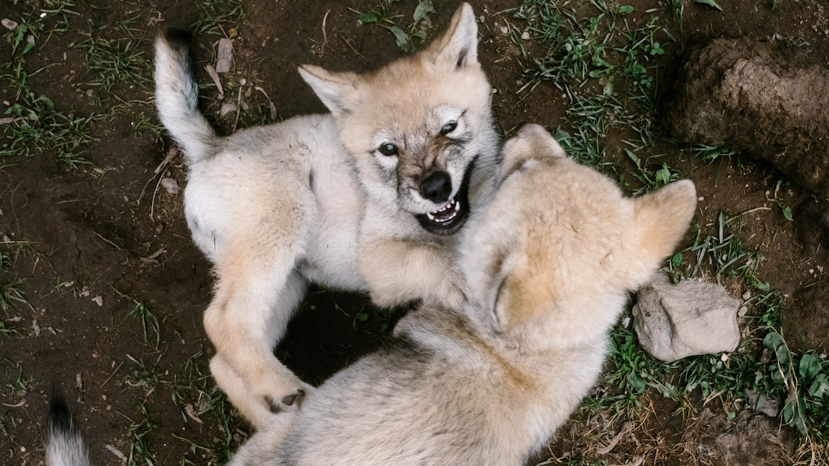 A variety of studies are showing that rough-and-tumble play is important for animals and kids alike.