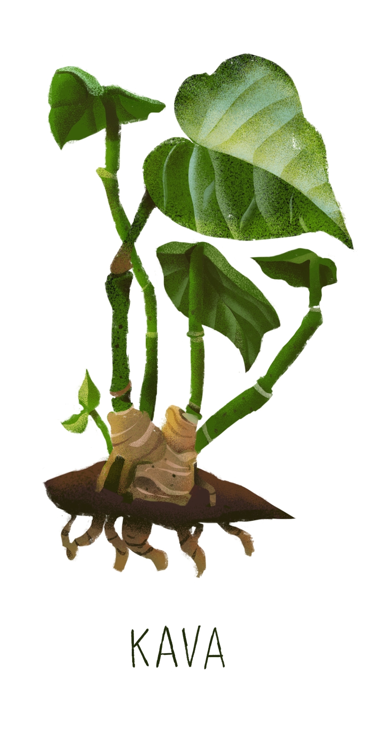 an illustration of Kava