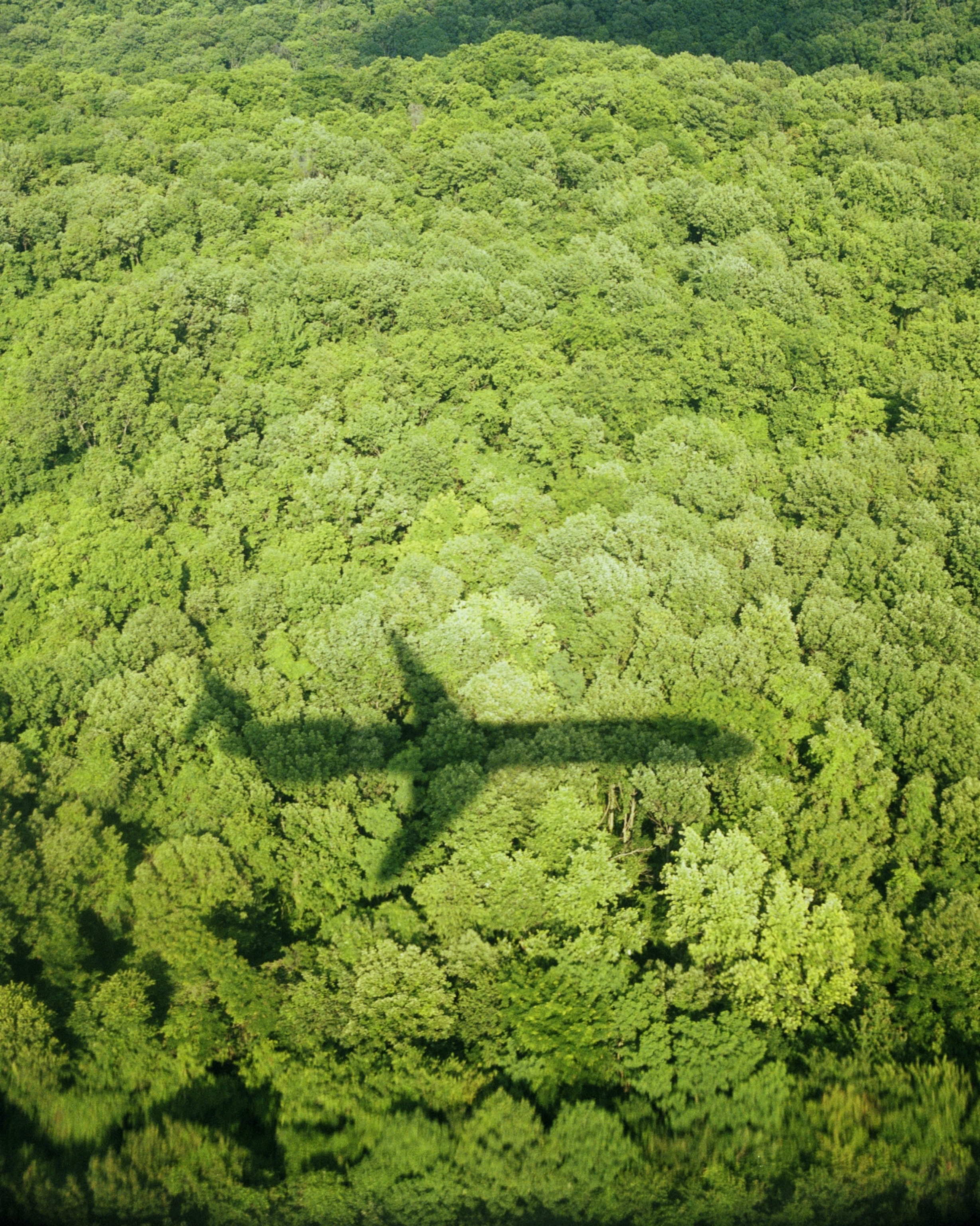The shadow of an airplane cast on a dense canopy of green trees