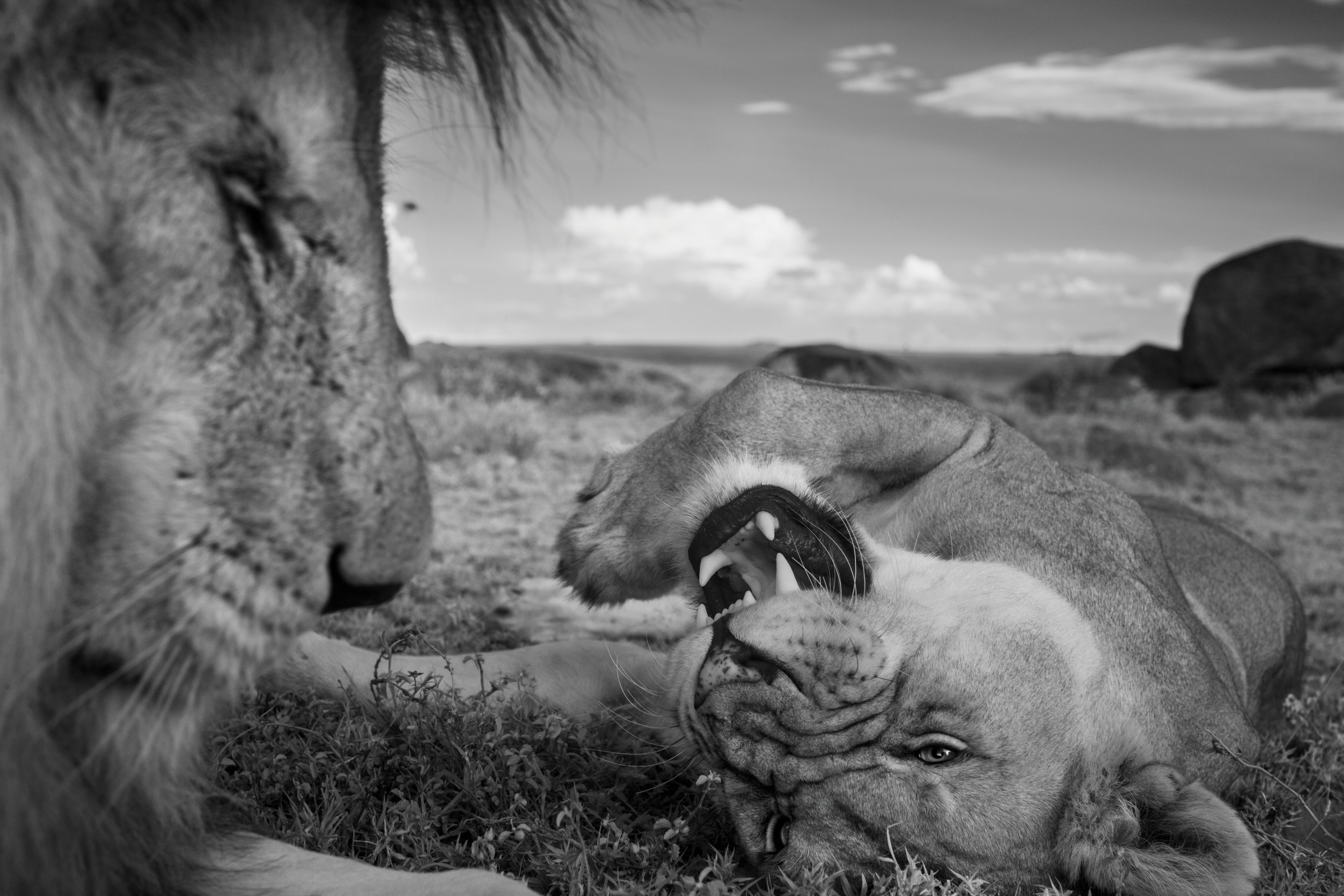 A lioness lays near the camera lens with a lion