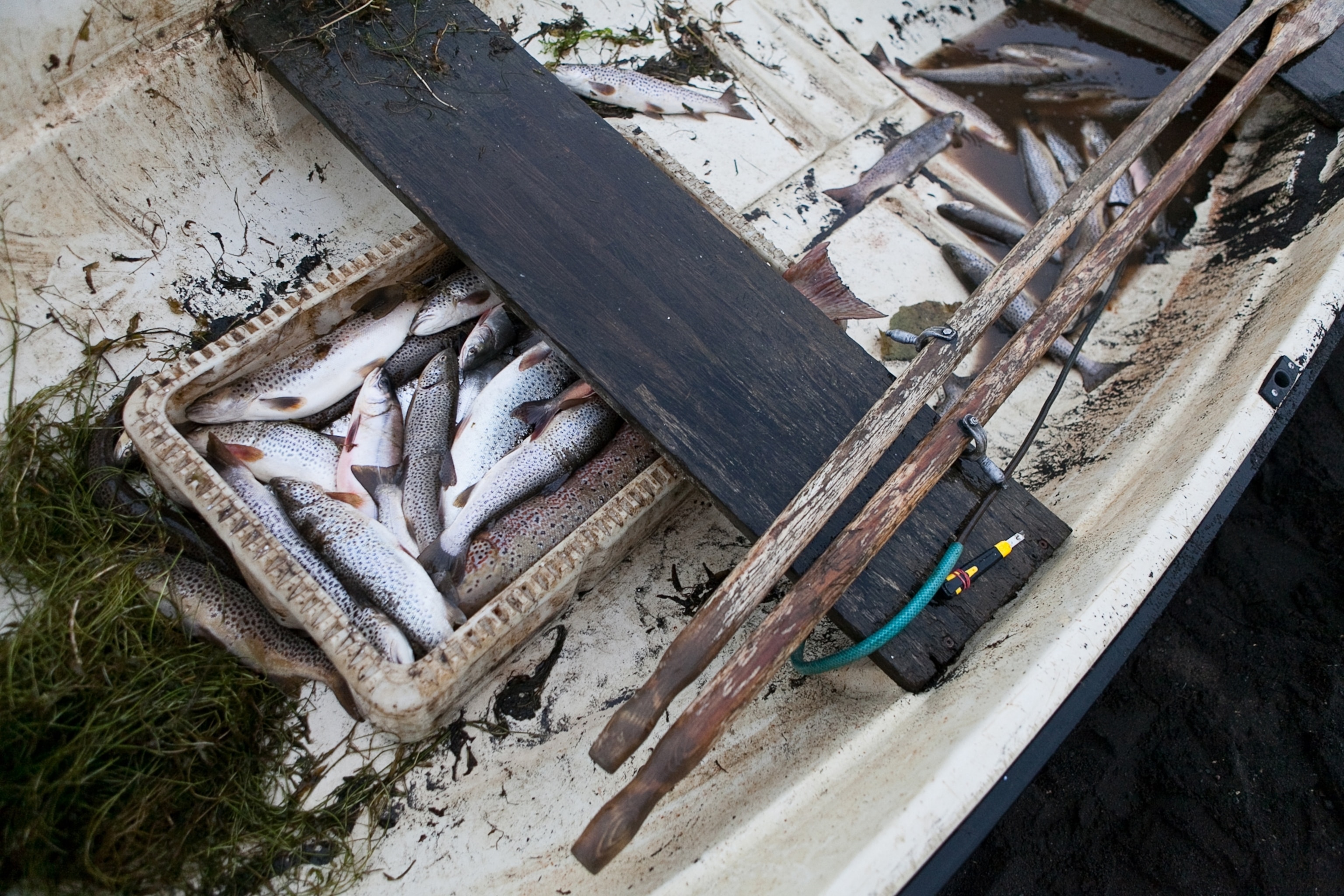 fish in the bottom of a rowboat