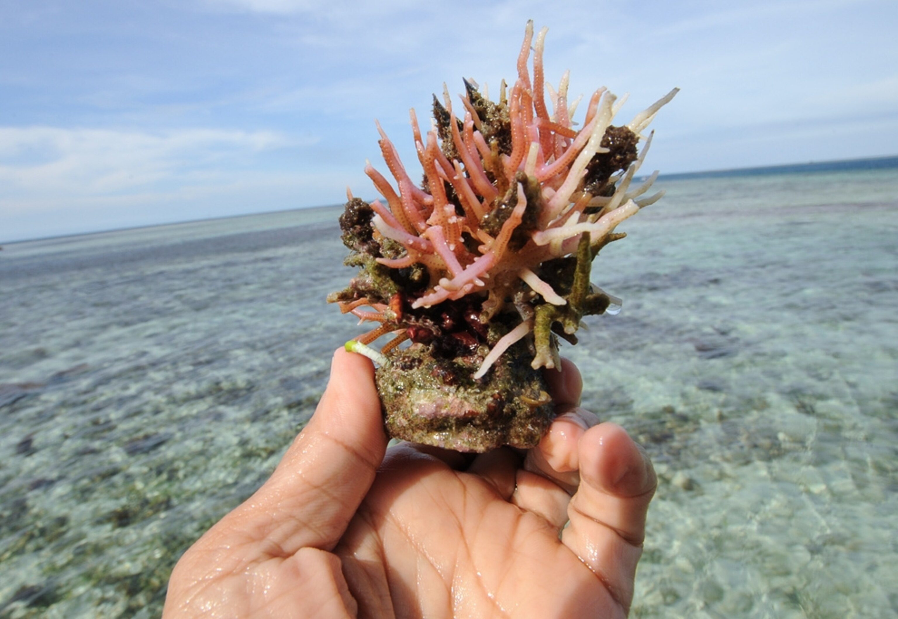 A volunteer transplants coral for a 2010 Earth Day celebration.