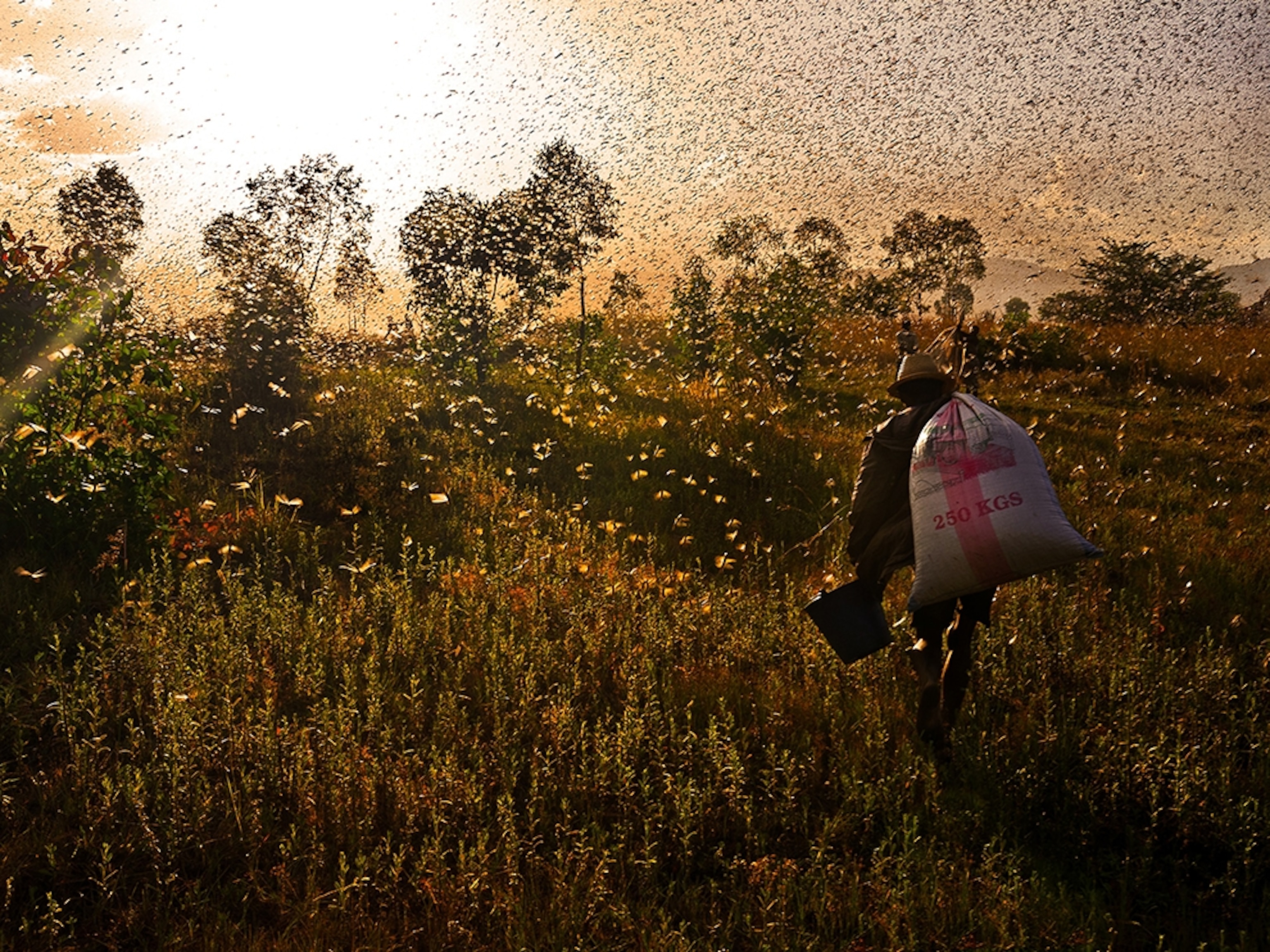 a man carrying a sack of locusts in Madagascar