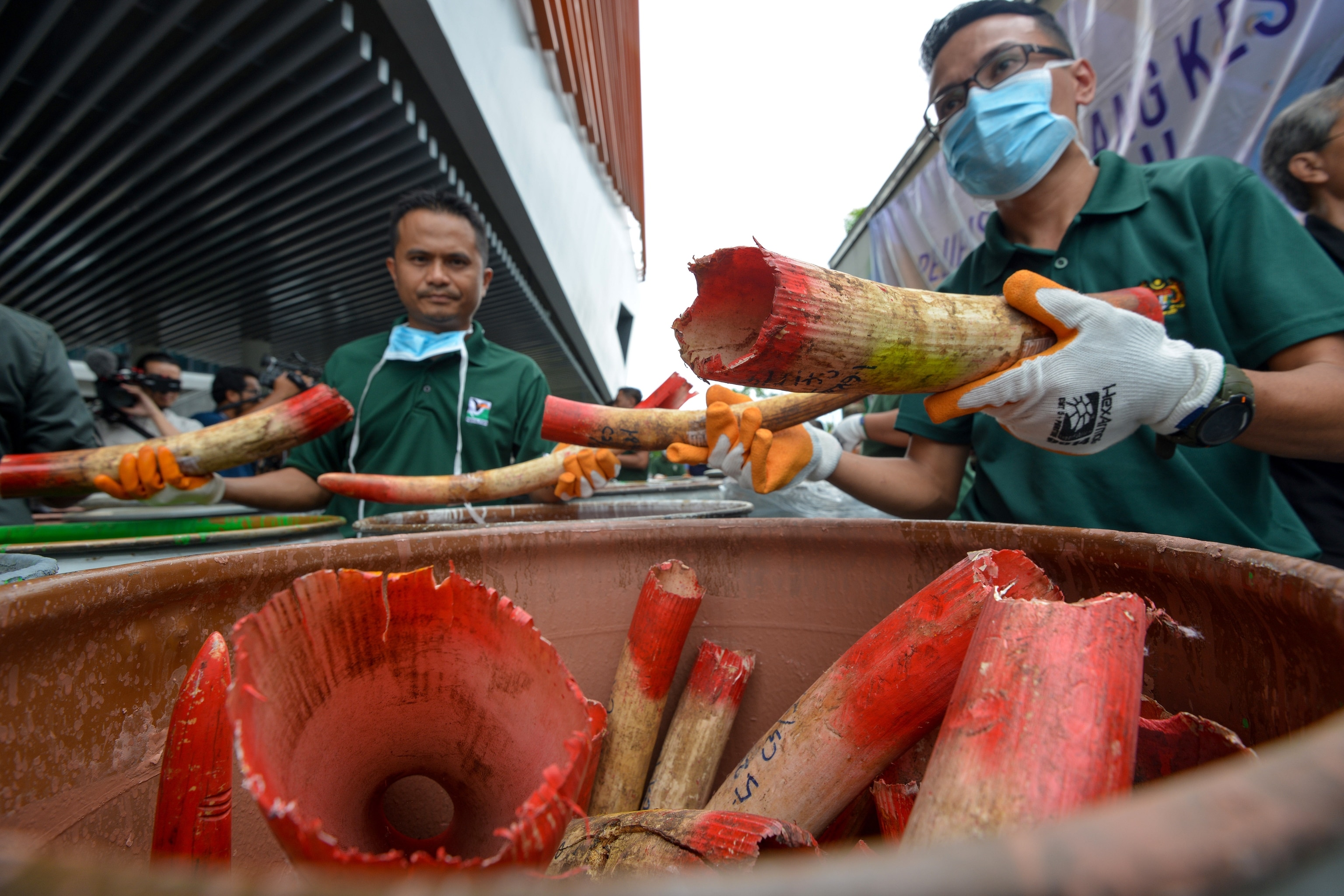 Thai poaching kingpin is on the run after prison sentence