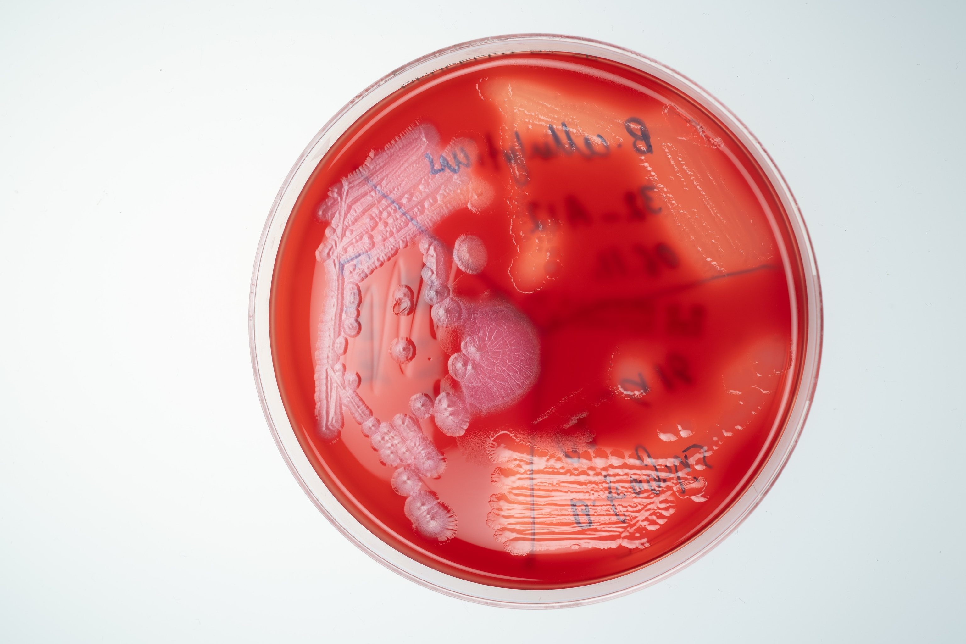 A red circular plate.