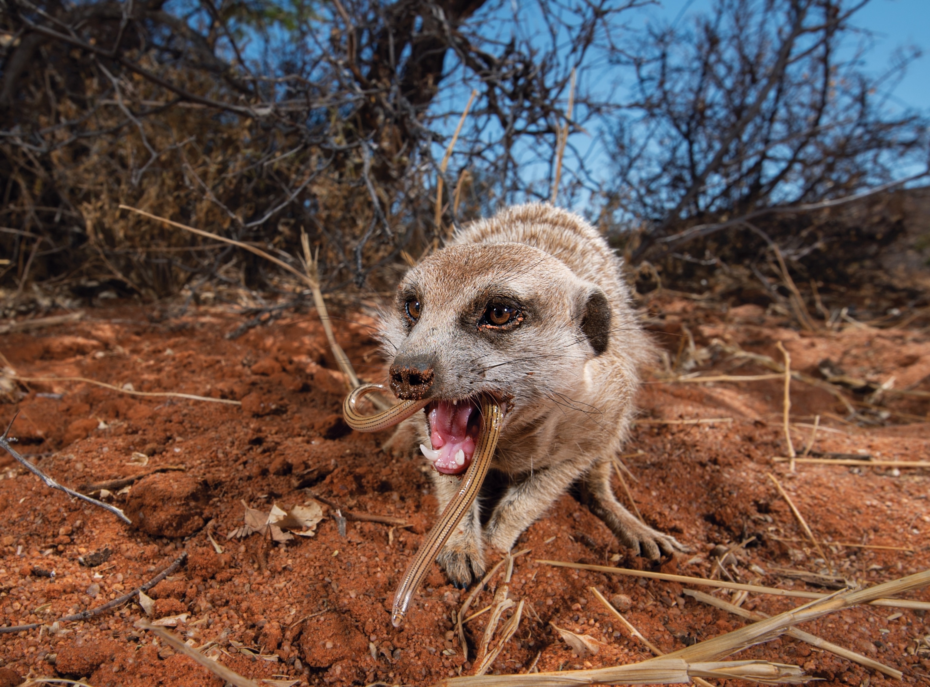 A meerkat feeding on a legless skink with looks like a small snake.