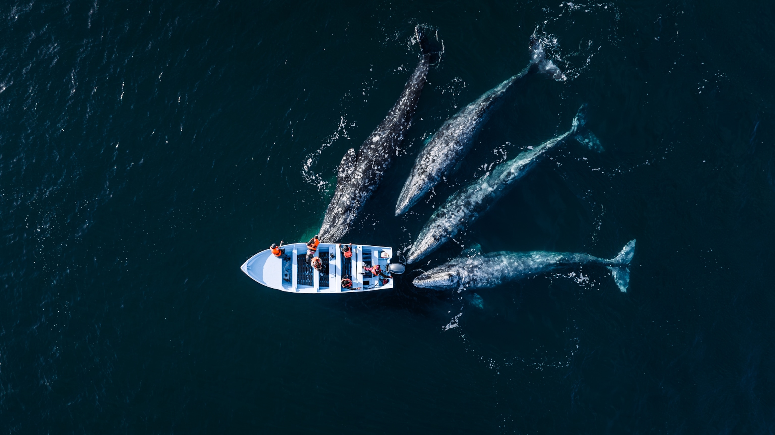 An overhead view of four large whales swimming up to a small white boat speedboat with six people in orange life jackets aboard.