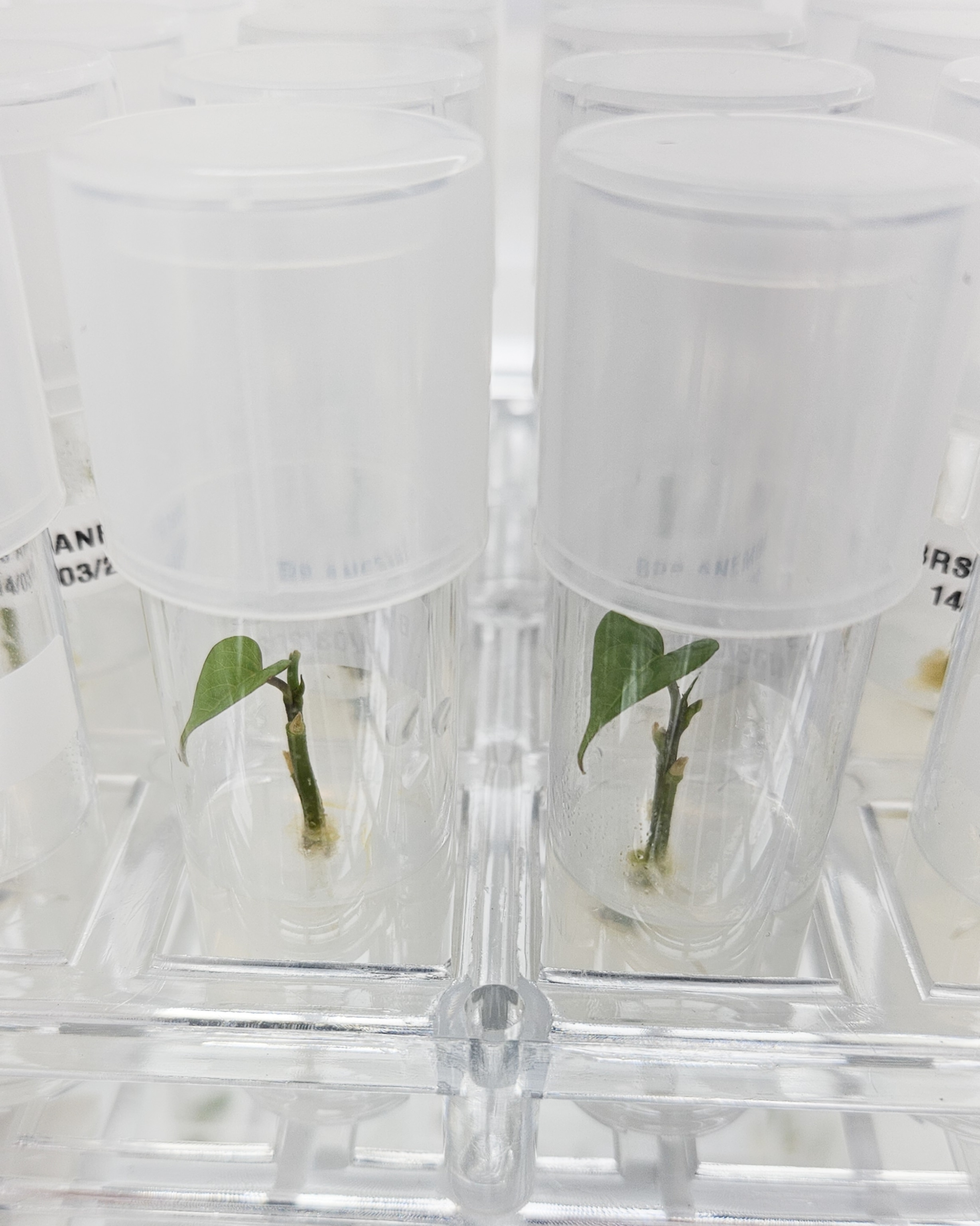 Test tubes containing a tiny green seedlings