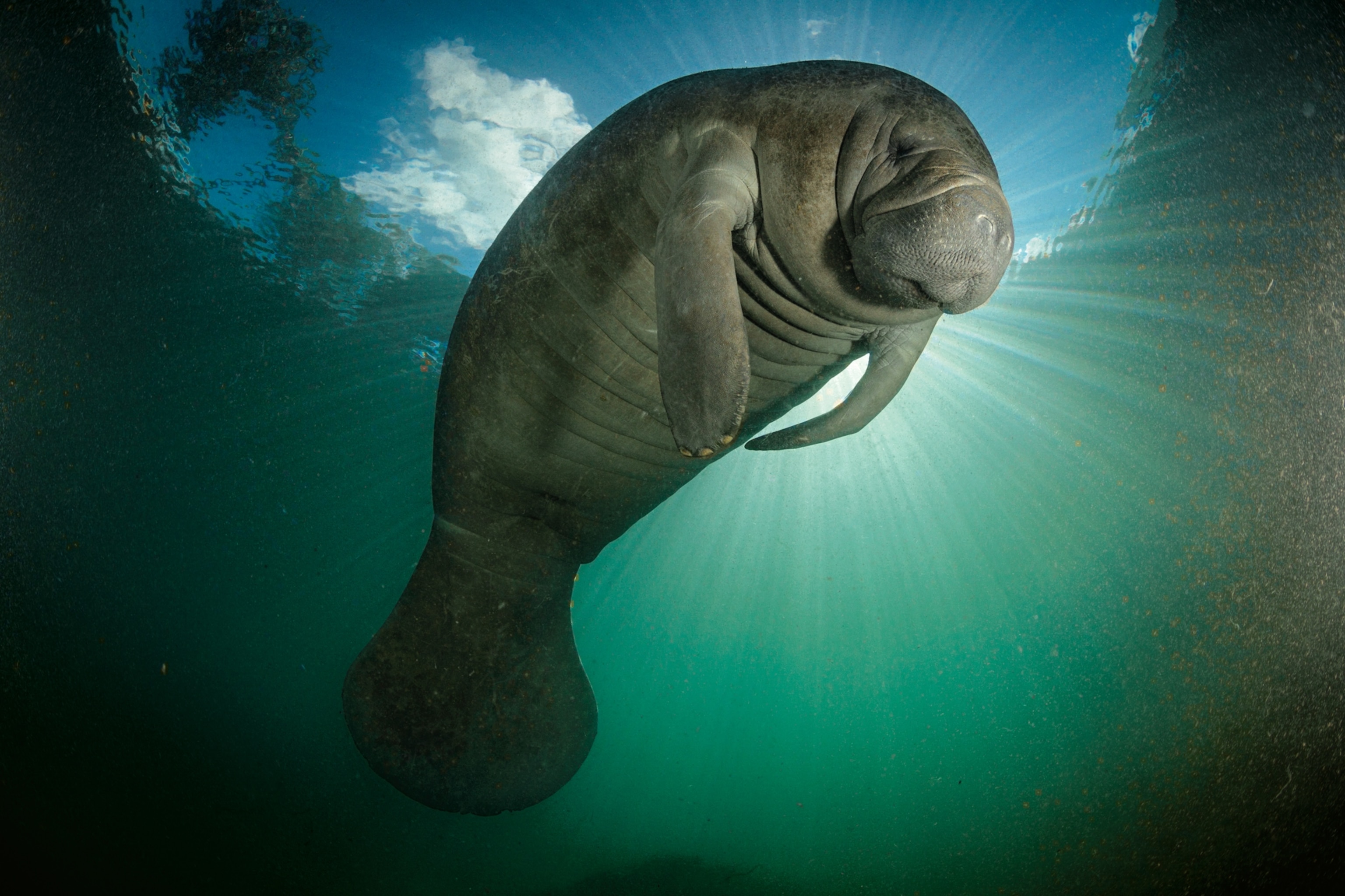 manatee in water