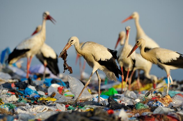 Why Do Ocean Animals Eat Plastic