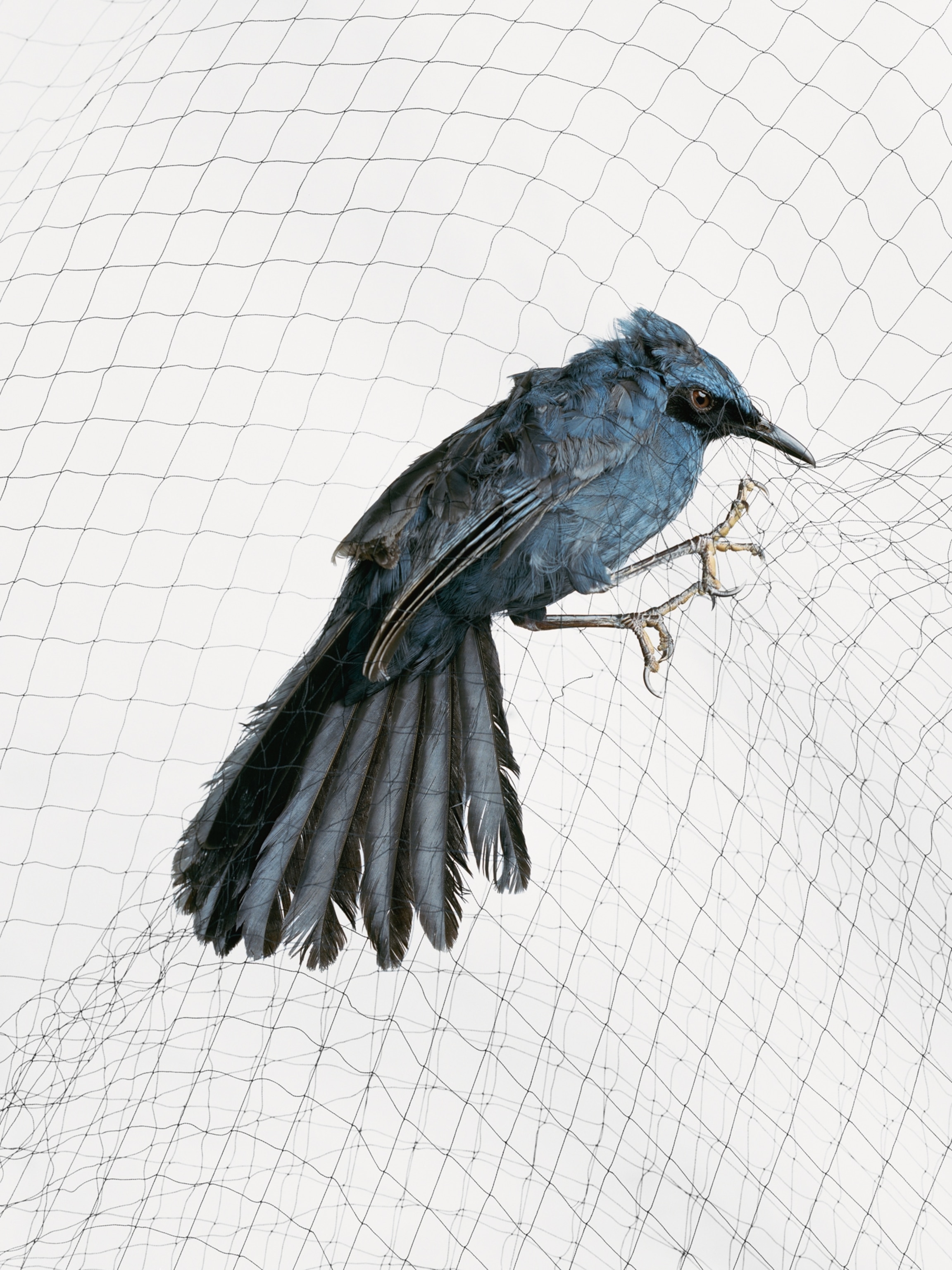 How Netted Birds Can Actually Help Conservation