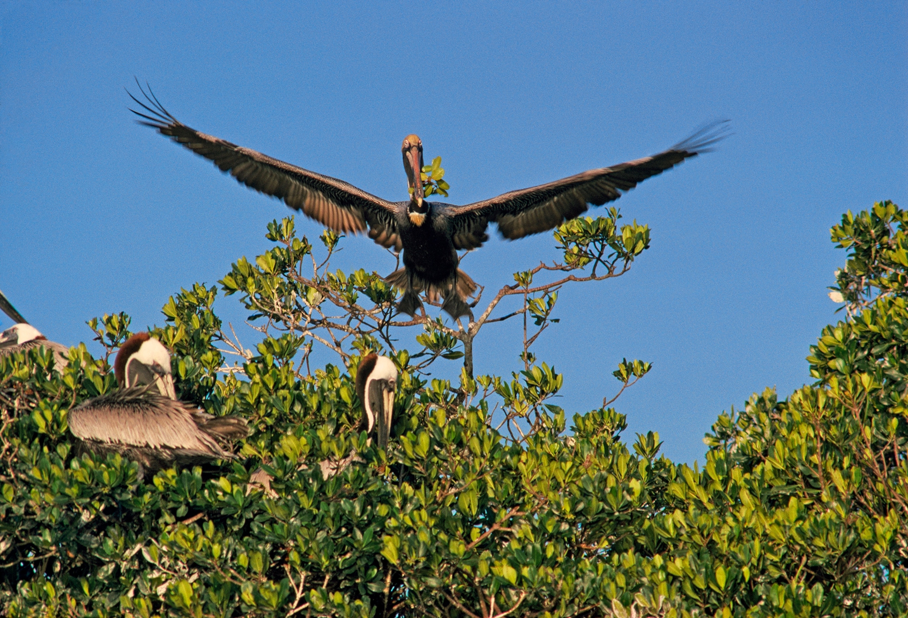 Padding their nests with mangrove leaves flown in from another island, a colony of brown pelicans spares the foliage from its own trees. Situated safely off shore, their island rookery offers a measure of protection against egg-robbing raccoons and rodents and from man himself. These and many other imperiled tropical water birds find one of their most secure U. S. sanctuaries among Florida's remarkable mangroves.