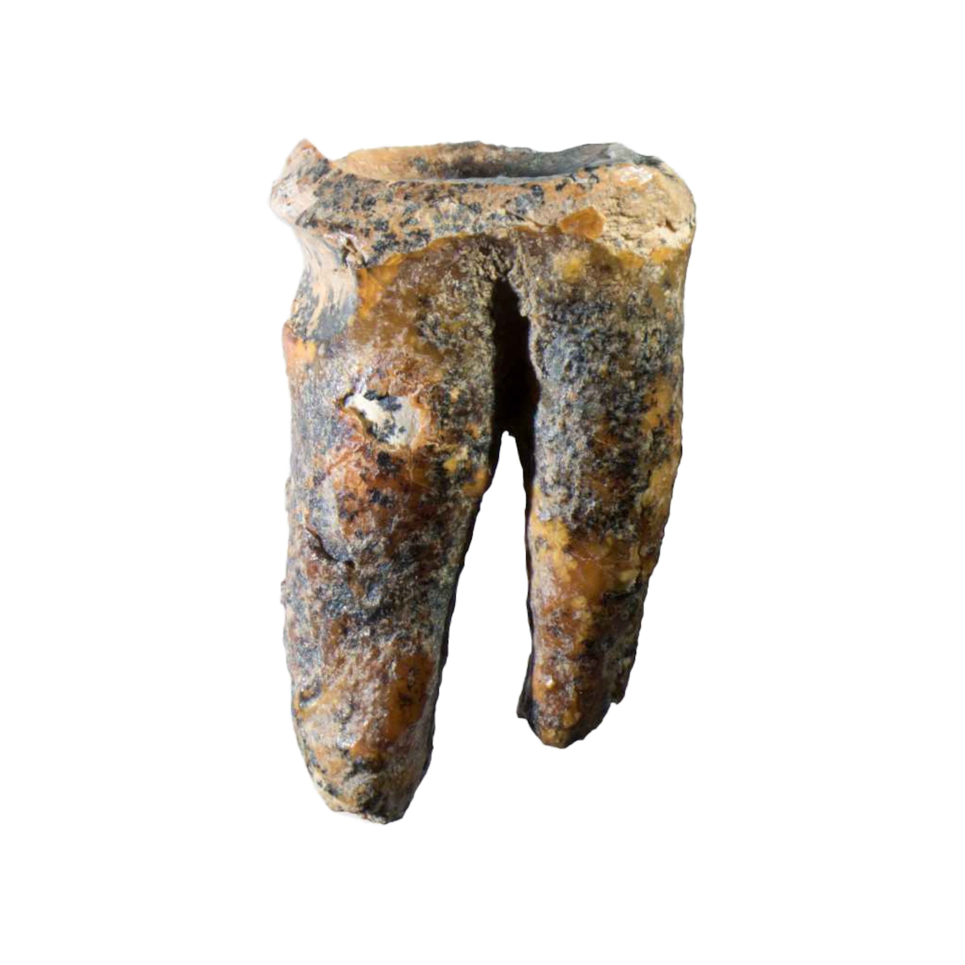 A close-up of a fossilized tooth with a rough, textured surface in shades of brown and gray, on a white background.