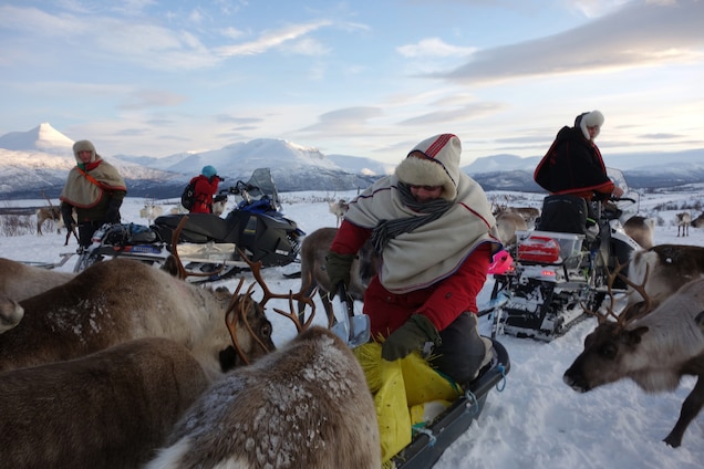 Dodging Wind Farms and Bullets in the Arctic Sami herders tend to their reindeer in their winter grazing grounds in Troms County. Photograph by Scott Wallace