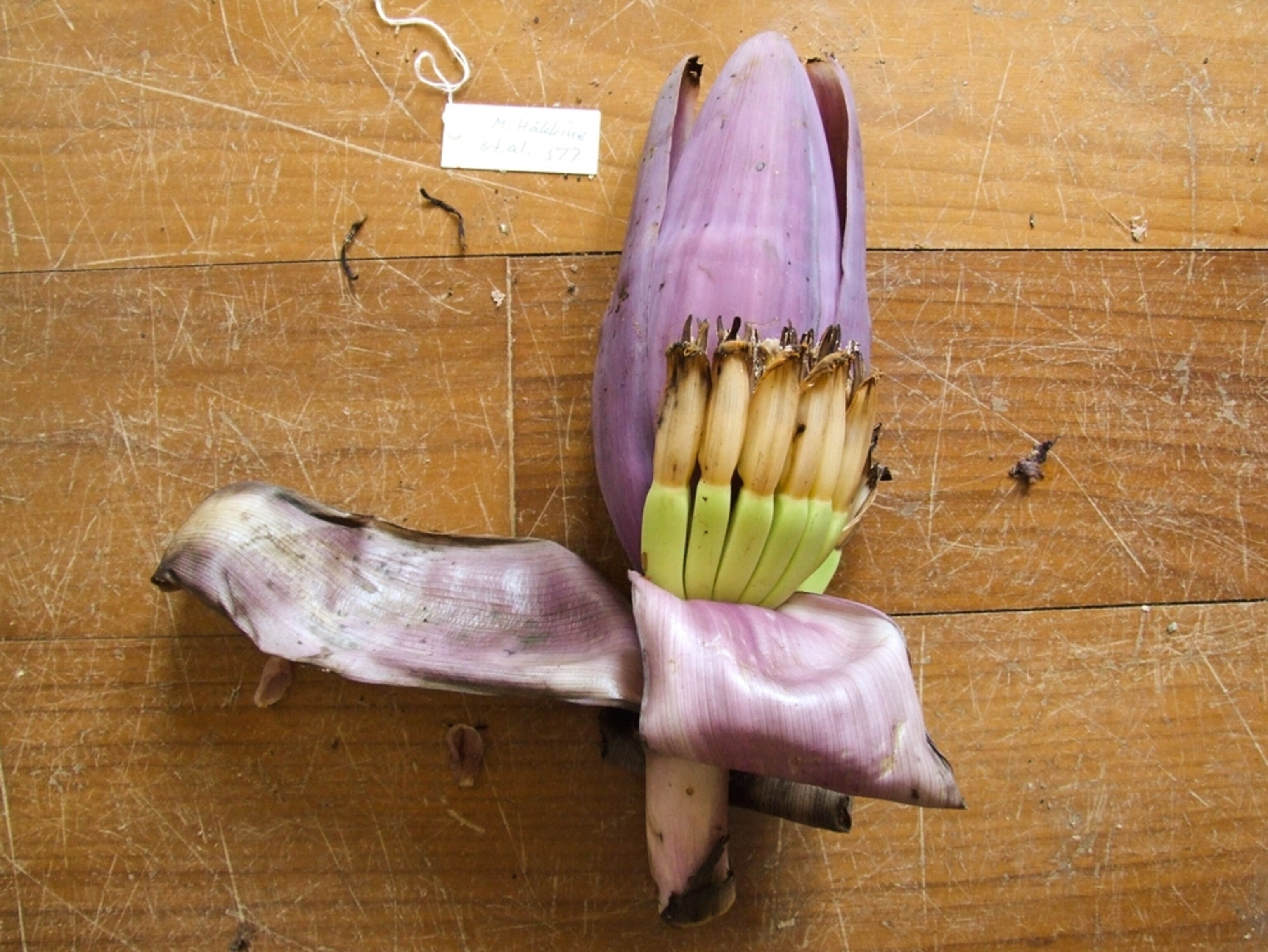 New species of wild banana plant