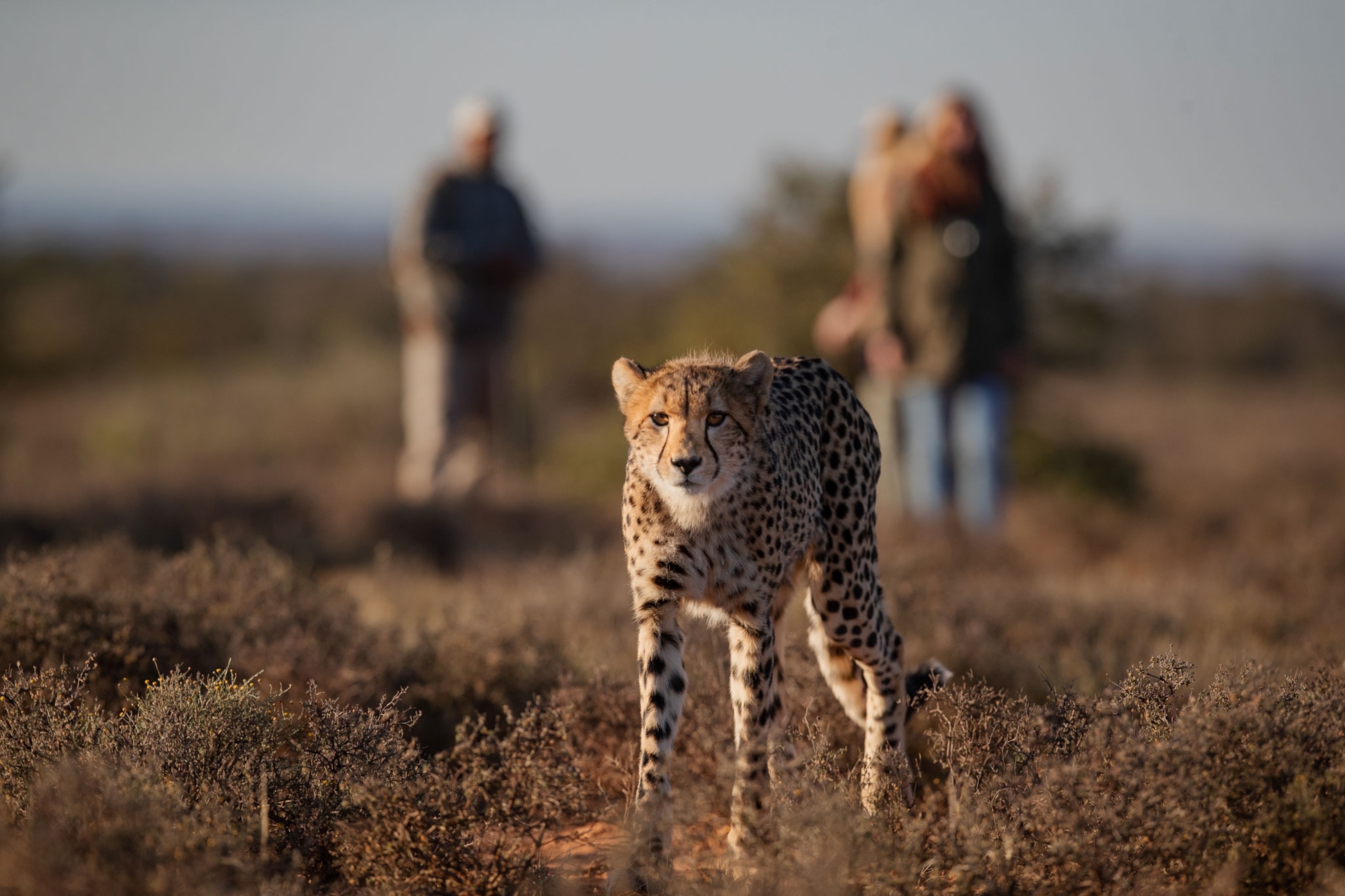 cheetah tracking on foot