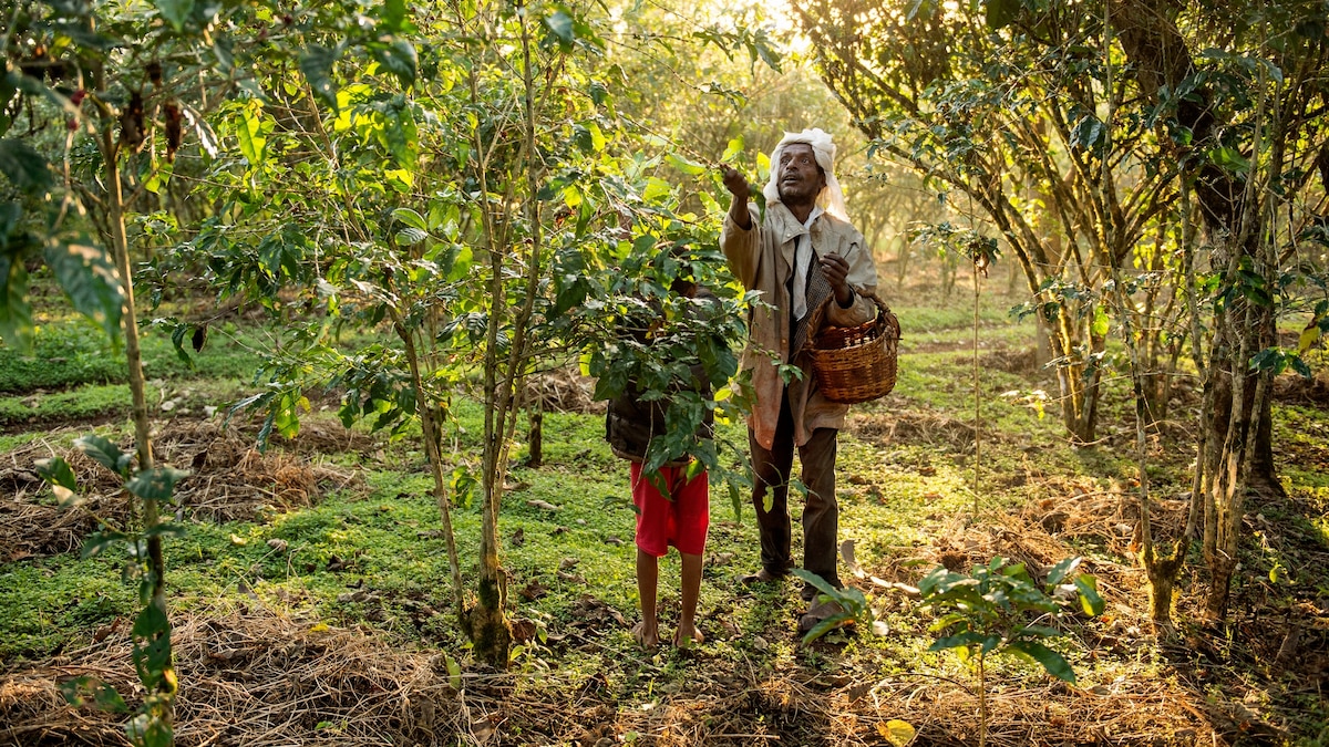Ethiopian Shade Coffee Is World's Most Bird Friendly