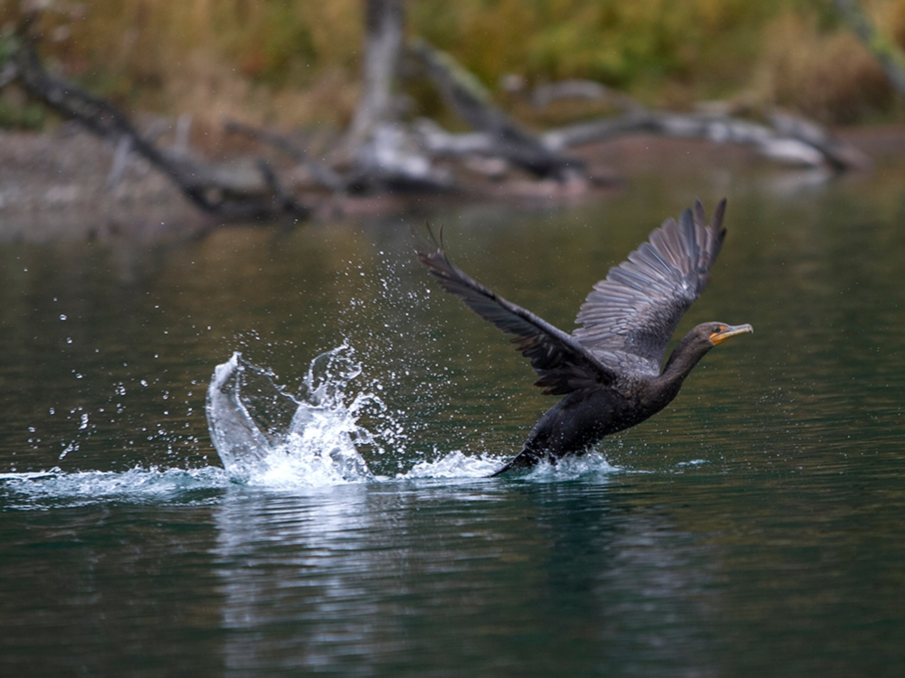 a double-crested cormorant flies above Wade Lake in Montana