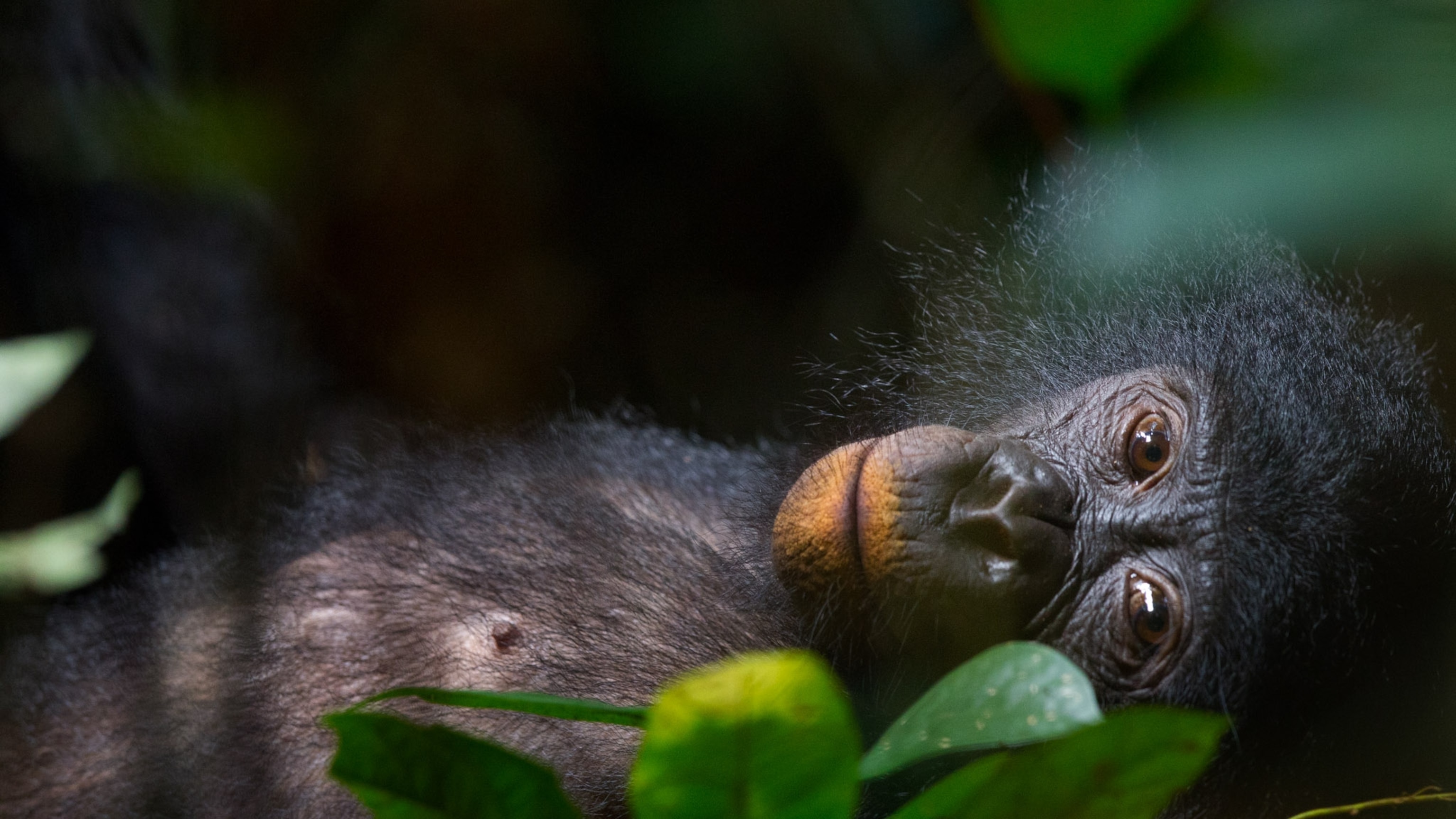 A bonobo was separated from her sister for 26 years. She still remembers her.