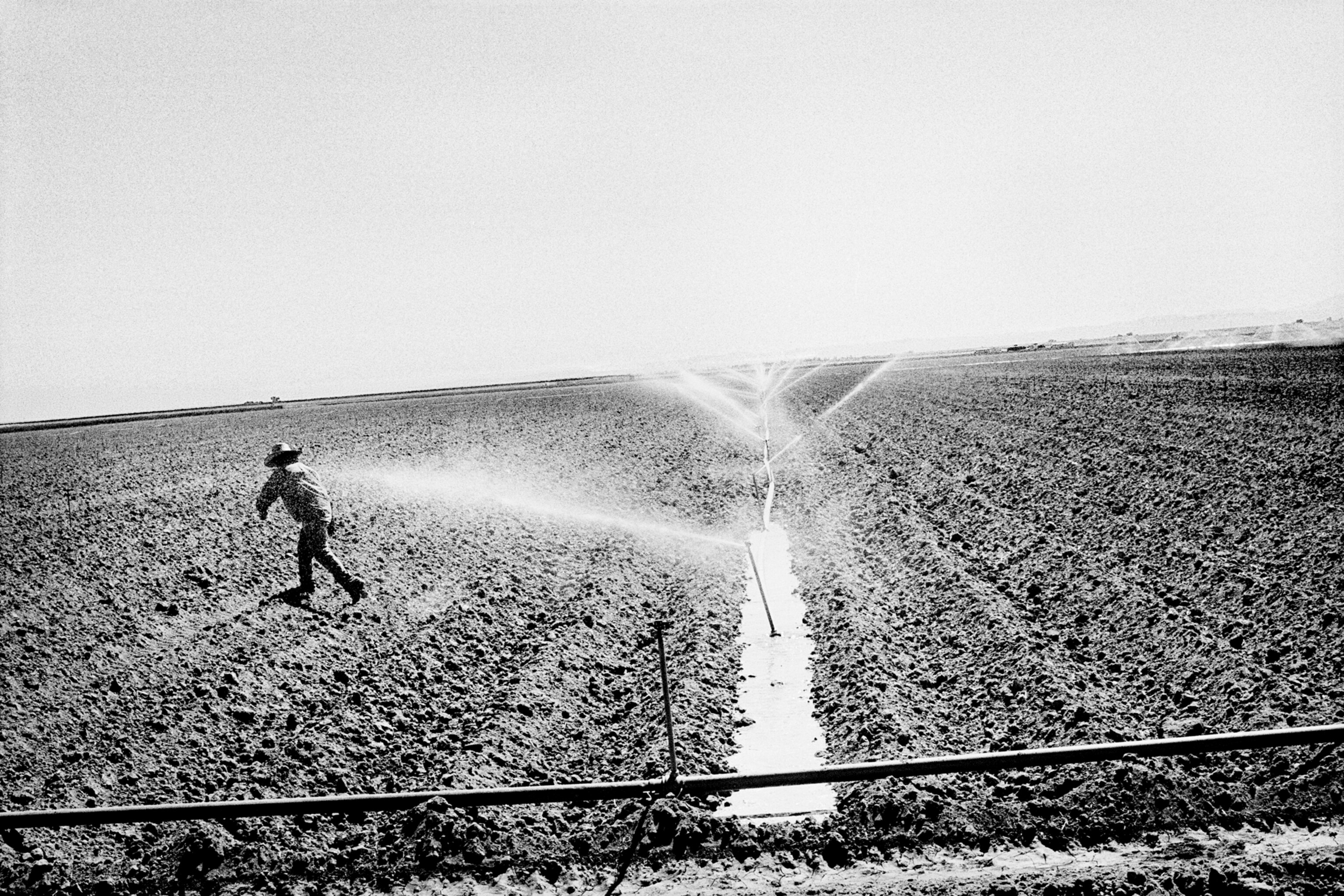 Sheep in melon field.  Firebaugh, California. 1995.