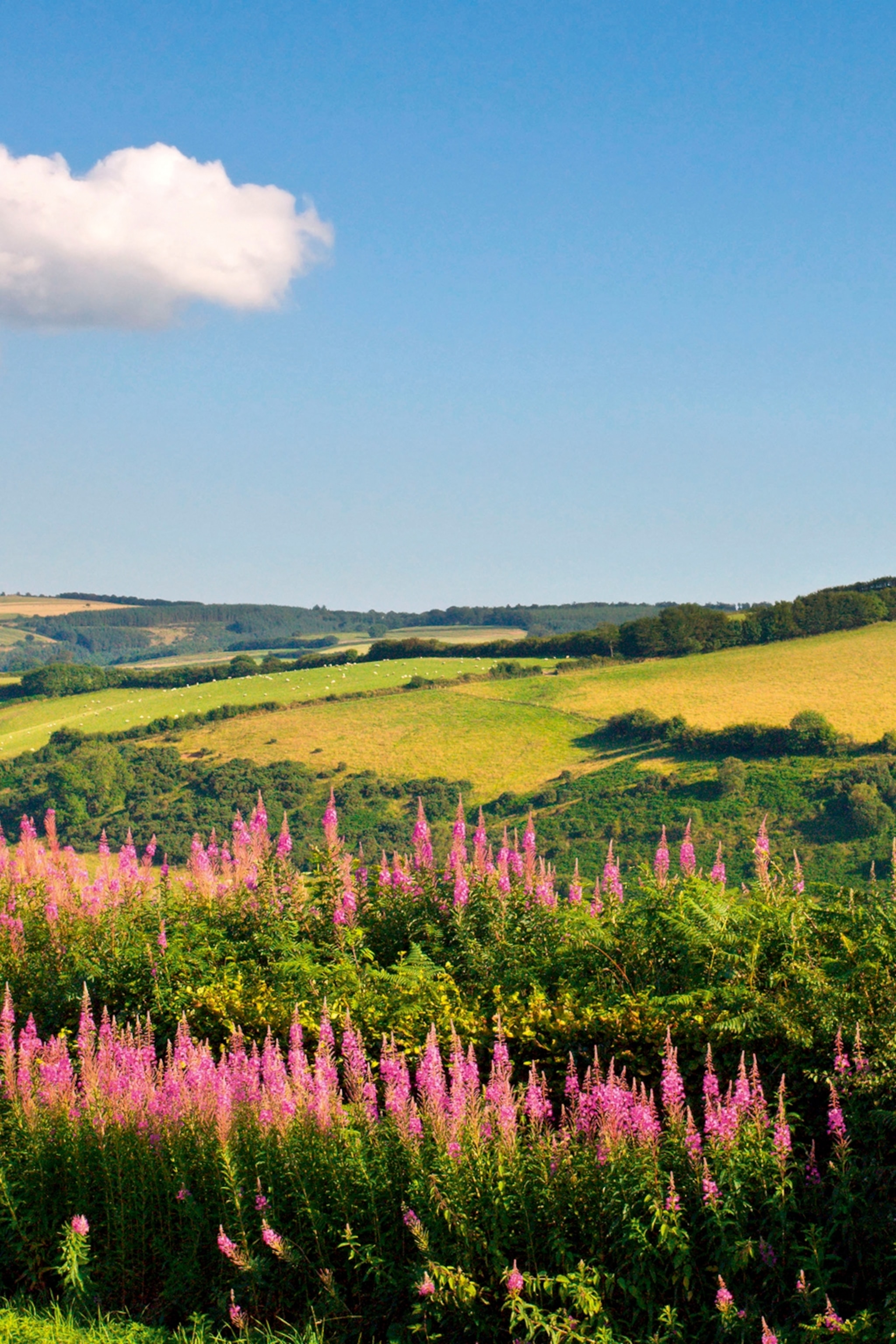 A typical, British countryside with rolling hills of fields as a row of wildflowers frames the view in front.