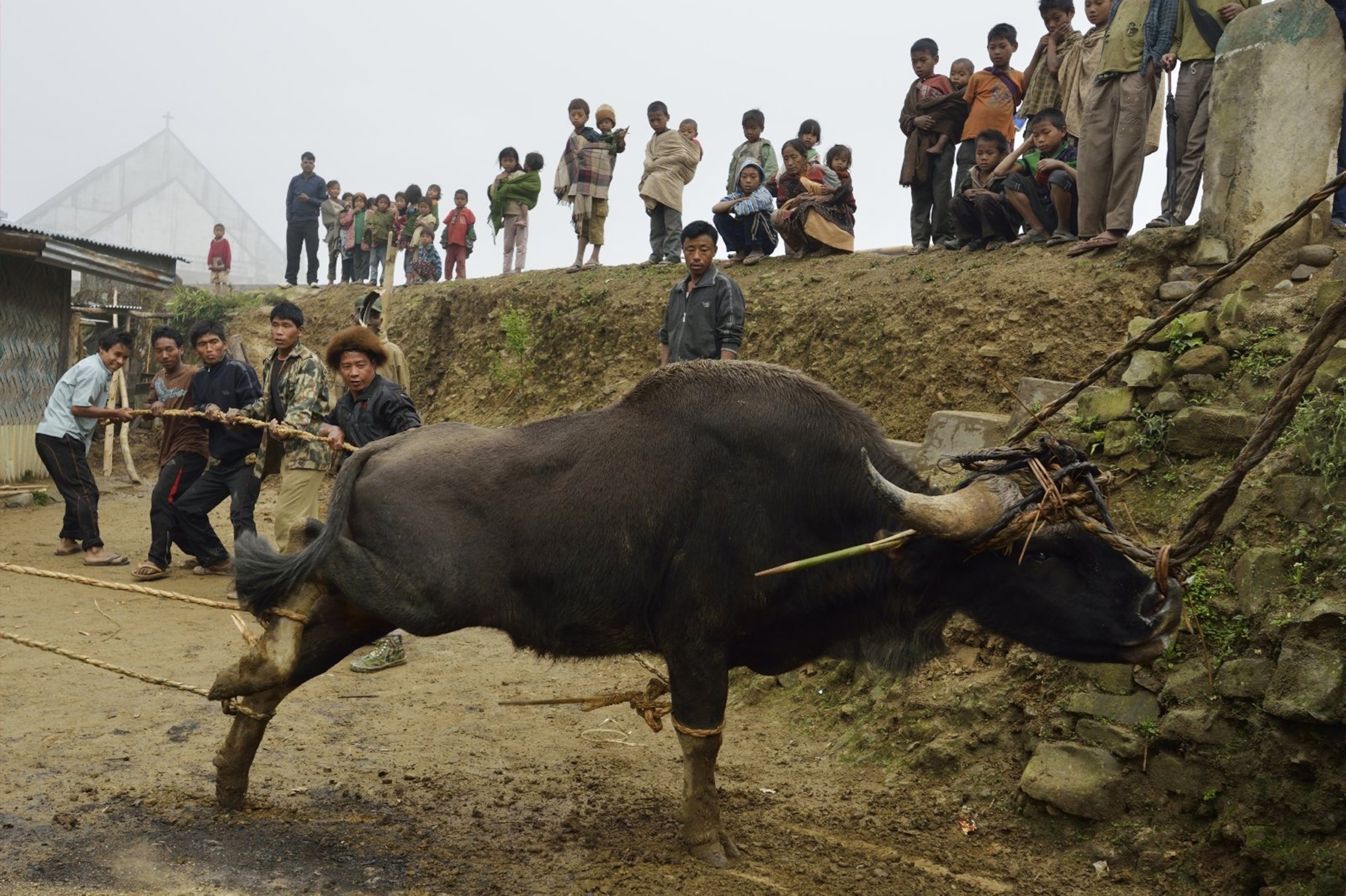 naga preparing to slaughter a bull
