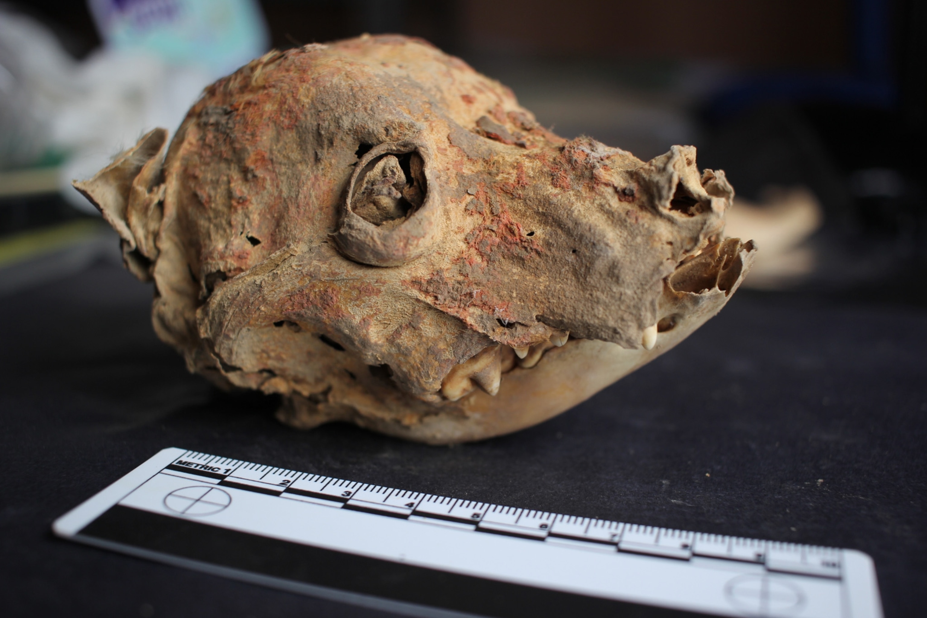 The skull of a dog in shades of reddish-brown on a black surface