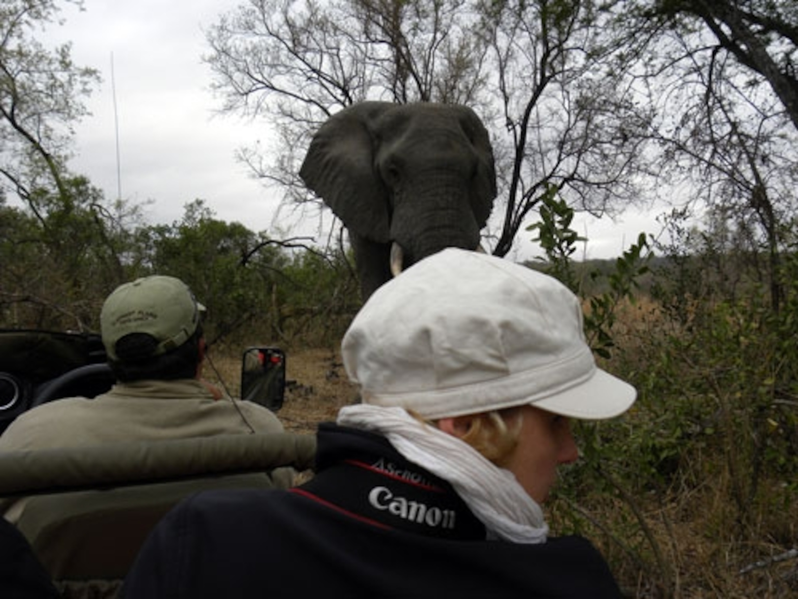 Elephant Cocks