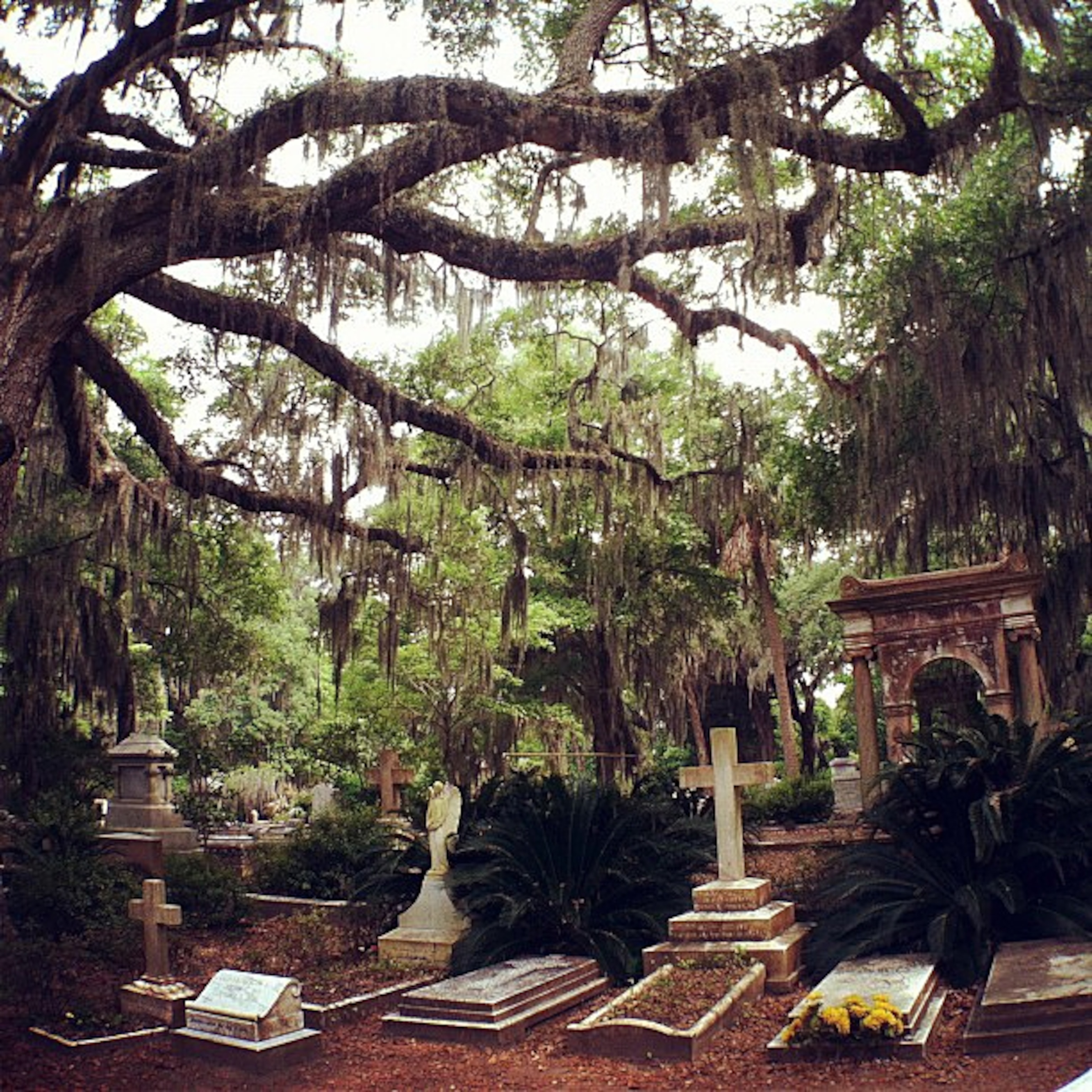 Instagram shot of Bonaventure Cemetery in Savannah, Georgia