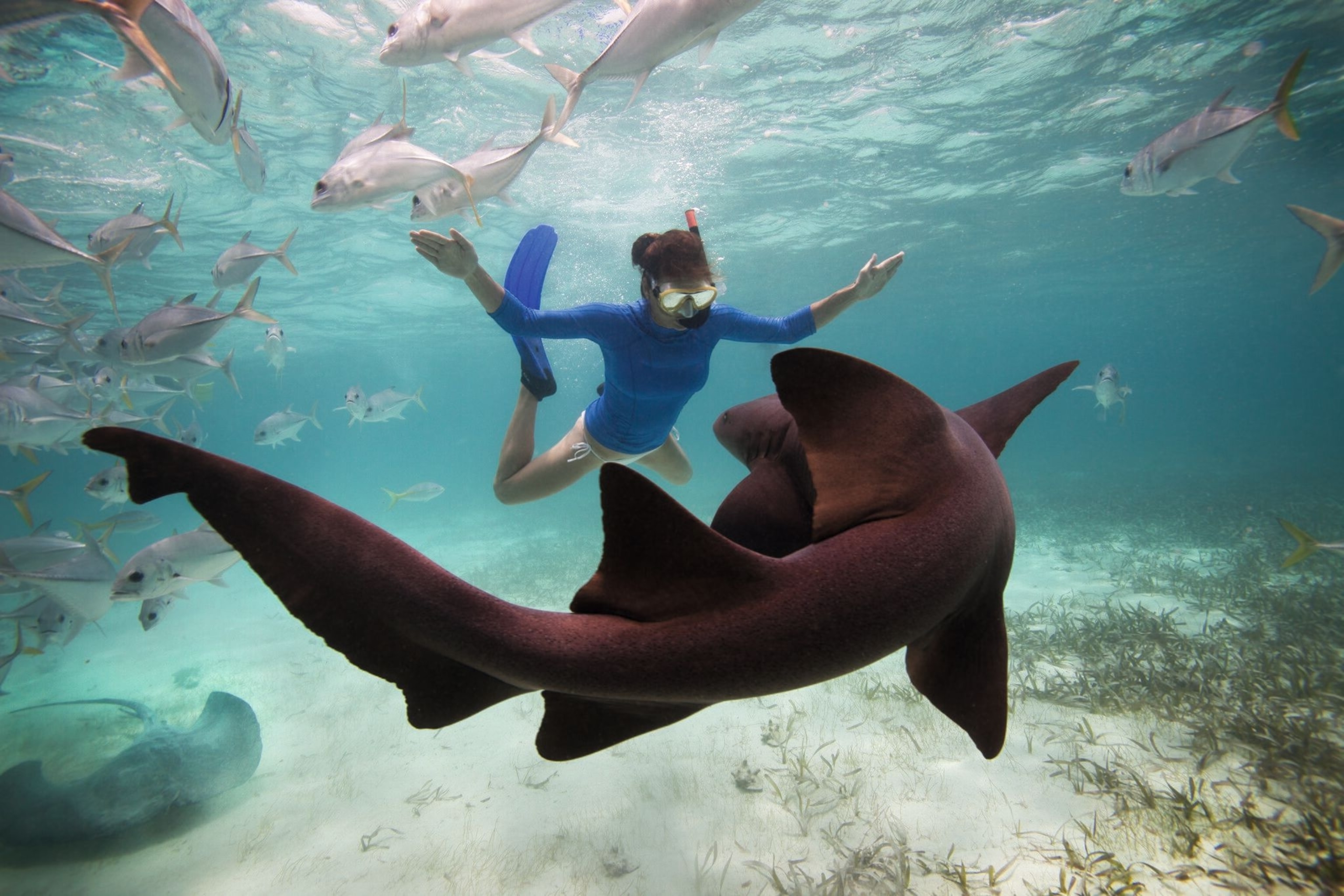 A snorkeller encounters a harmless nurse shark, Hol Chan Marine Reserve.