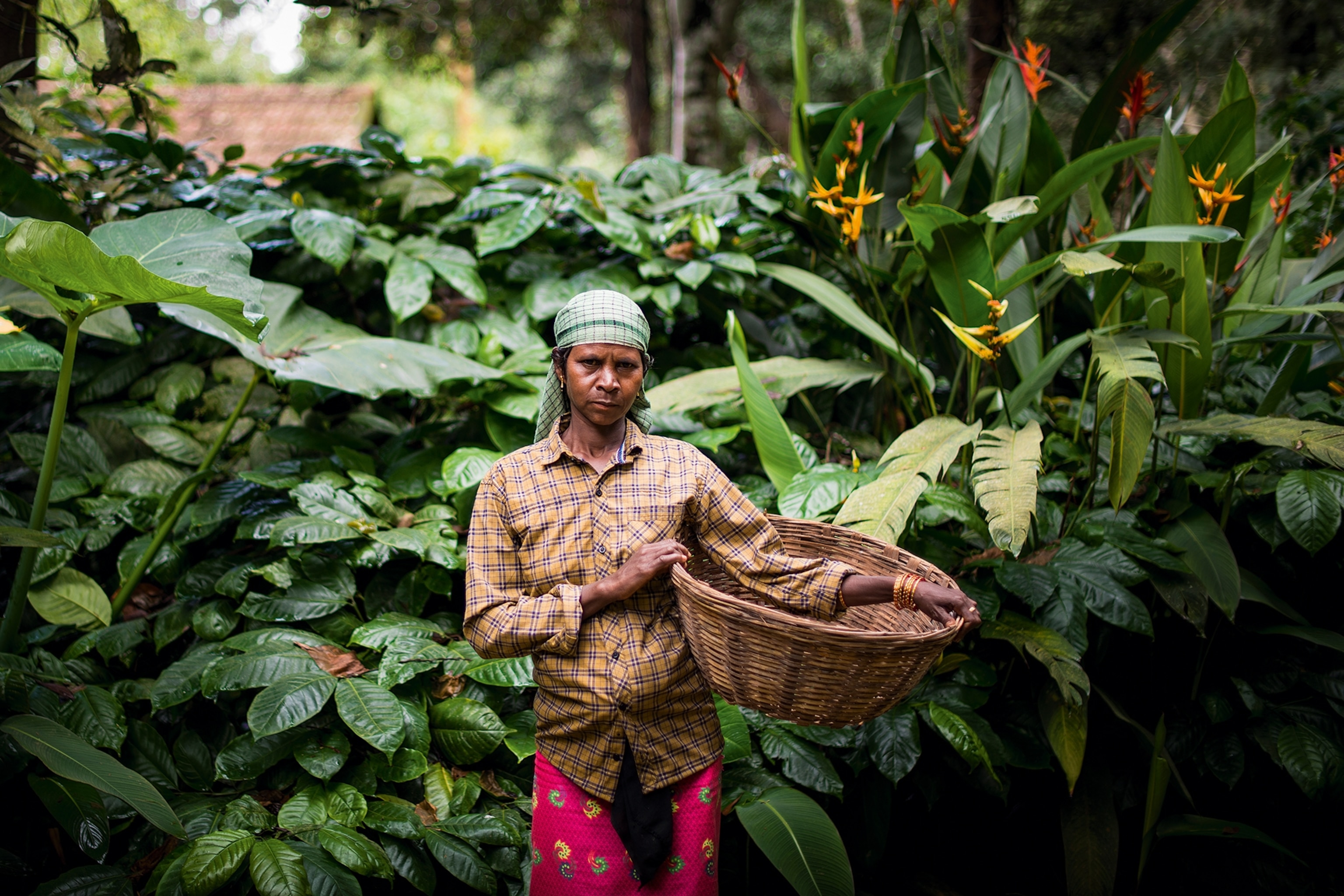 A female pepper picker on a farm in Kerala.