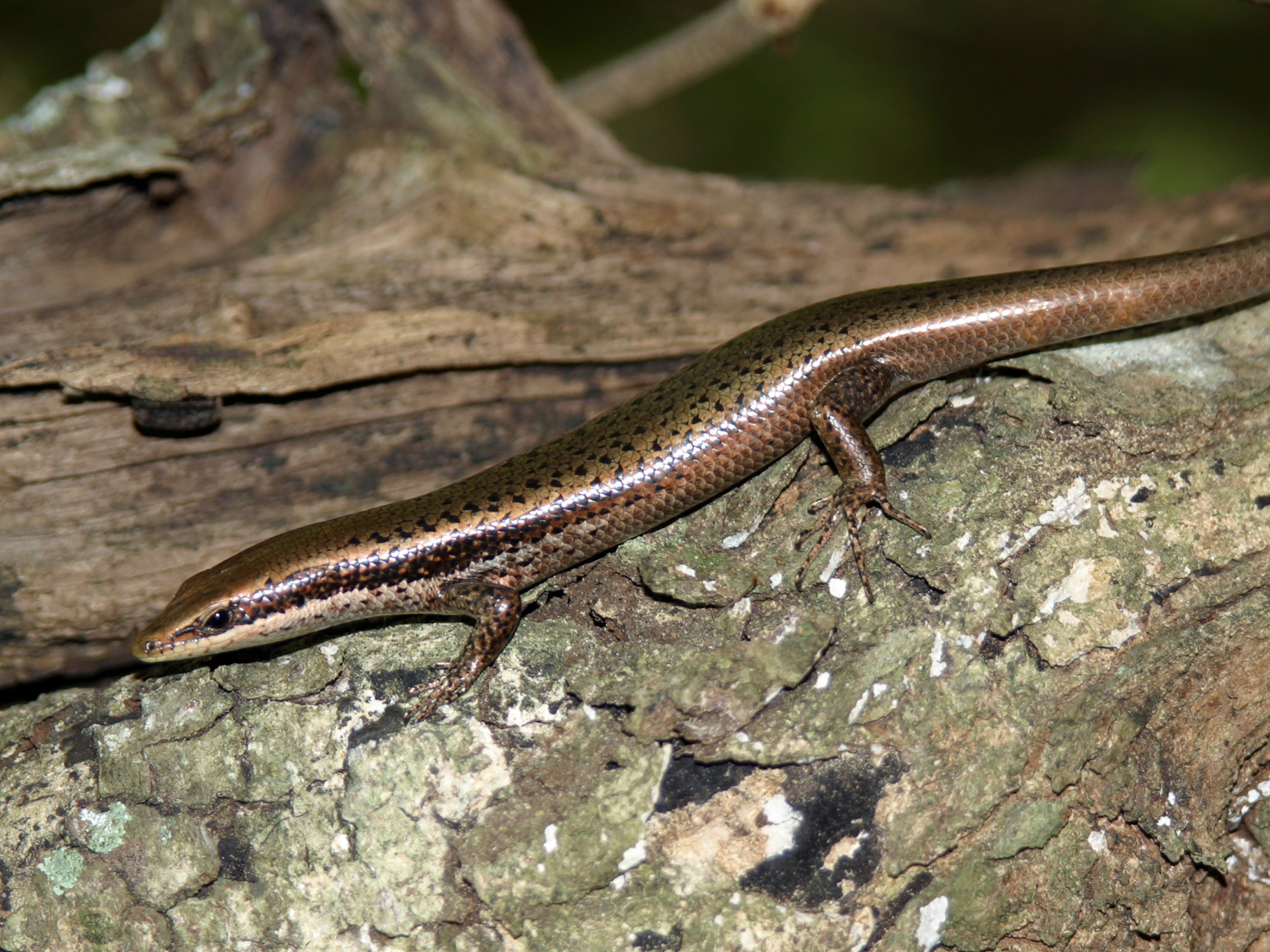 Dominica skink picture: 1 of 39 new skink species found in the Caribbean
