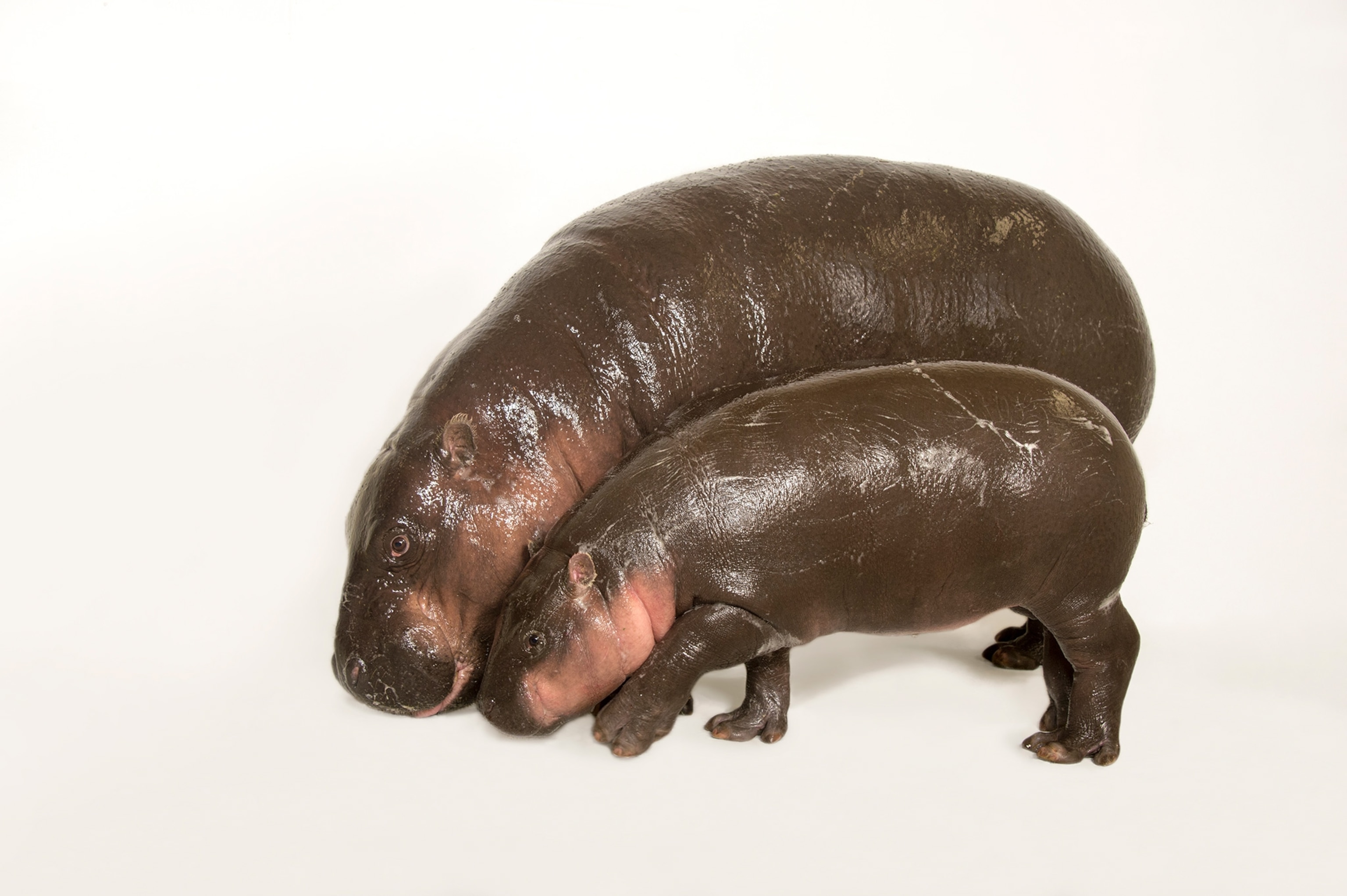mother and calf pygmy hippopotamus, Choeropsis liberiensis, at the Omaha Henry Doorly Zoo