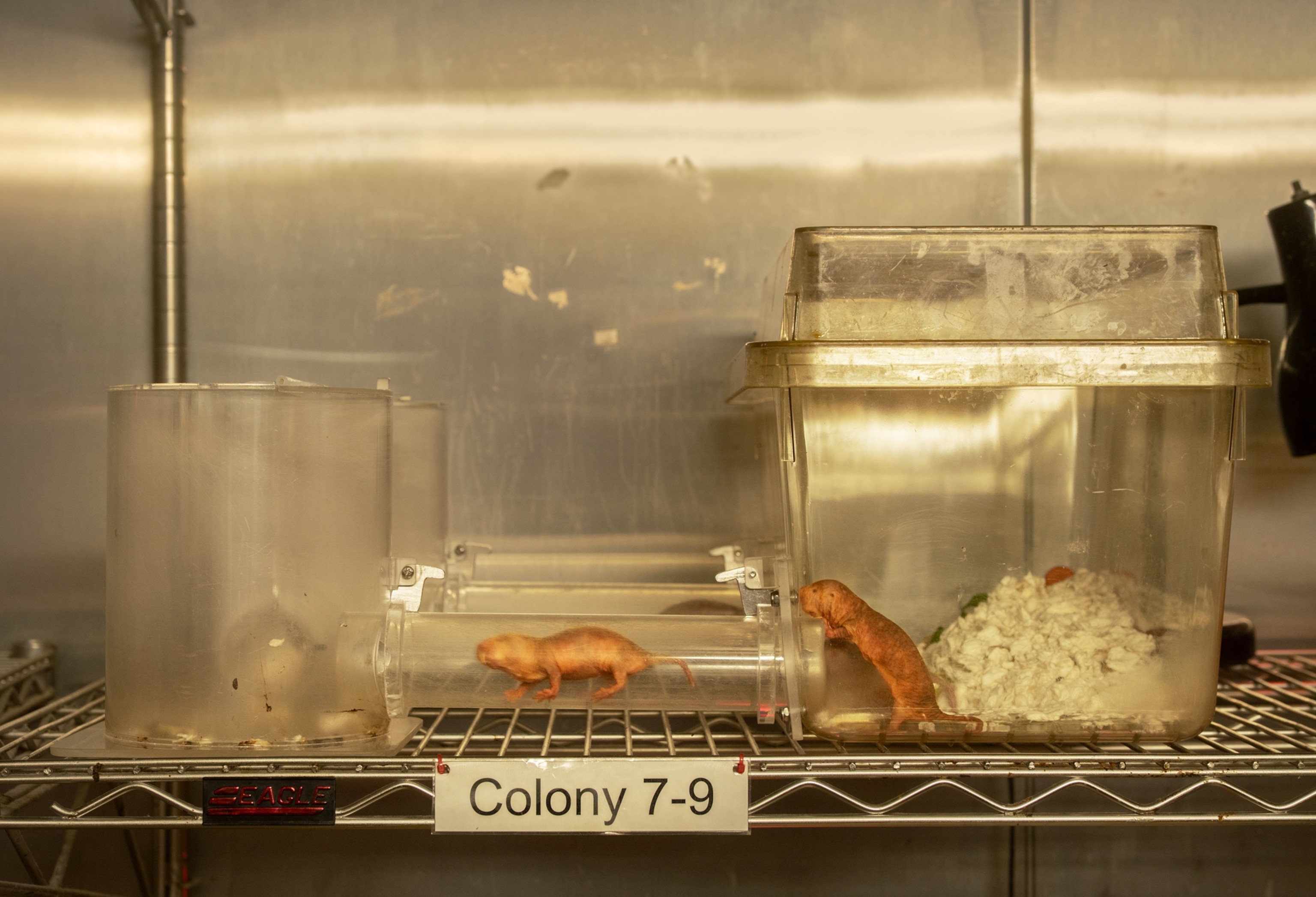 Clear glass system of different size chambers connected with tubes.