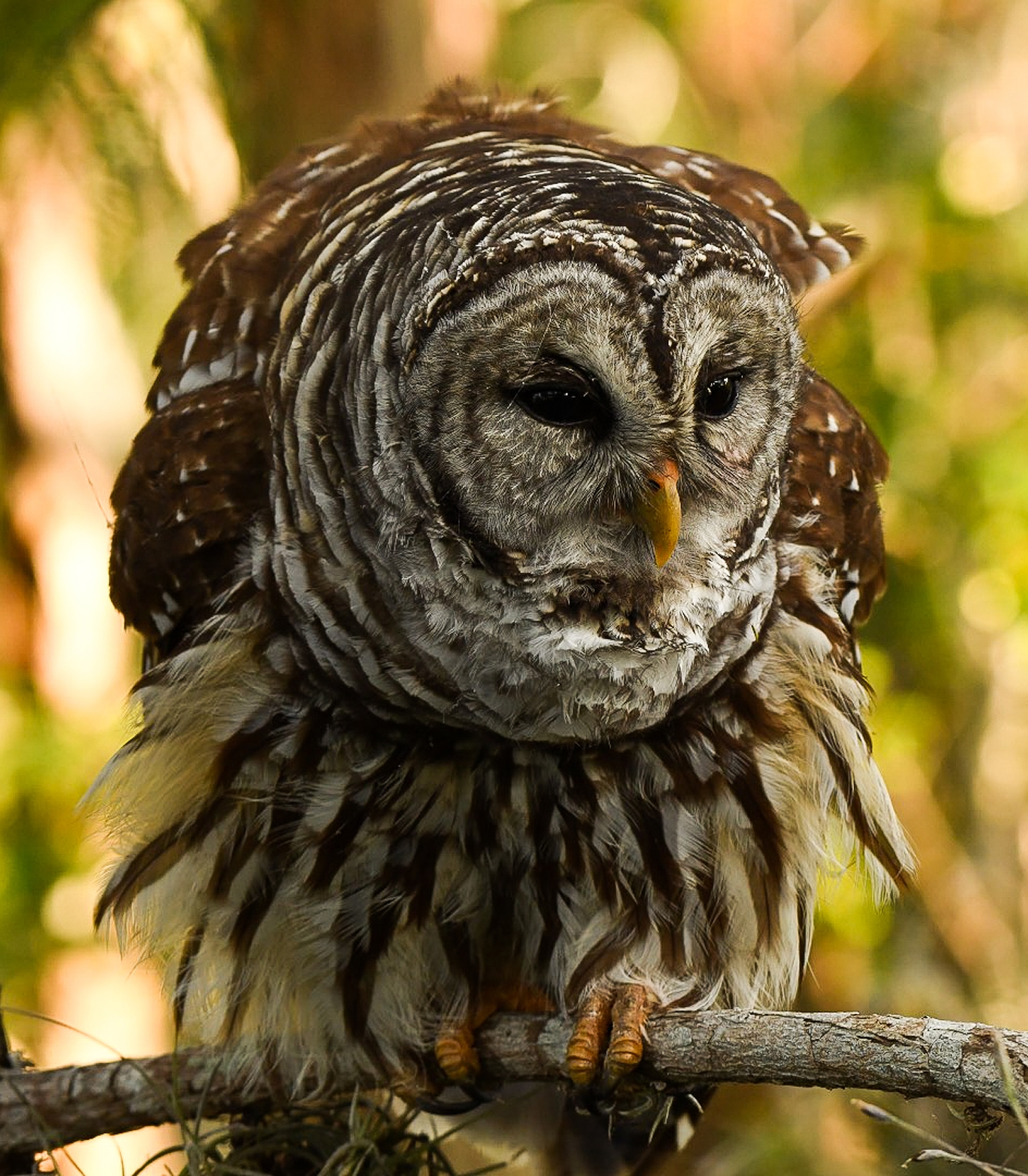 An owl sits perched on a tree