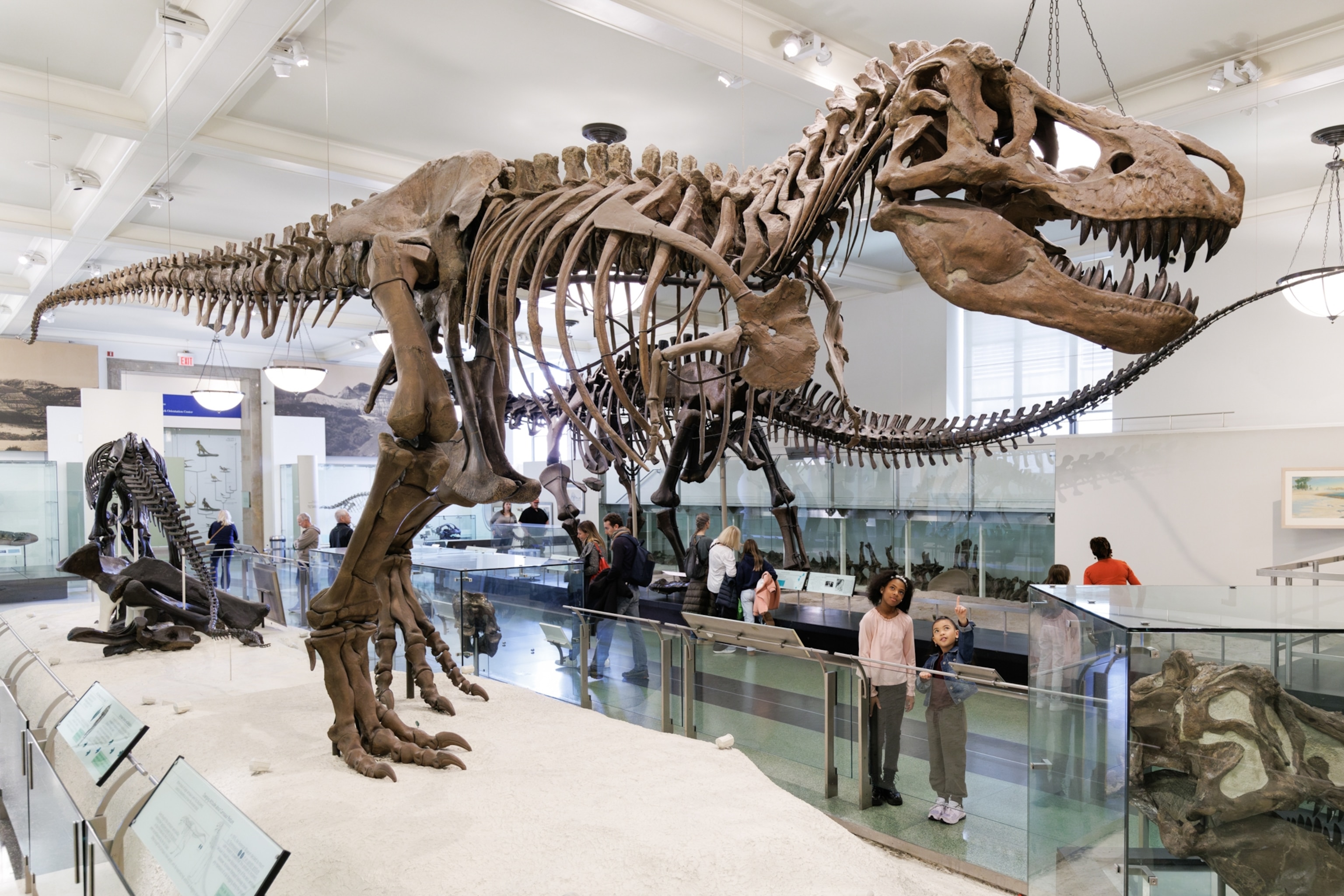 A dinosaur fossil in a museum