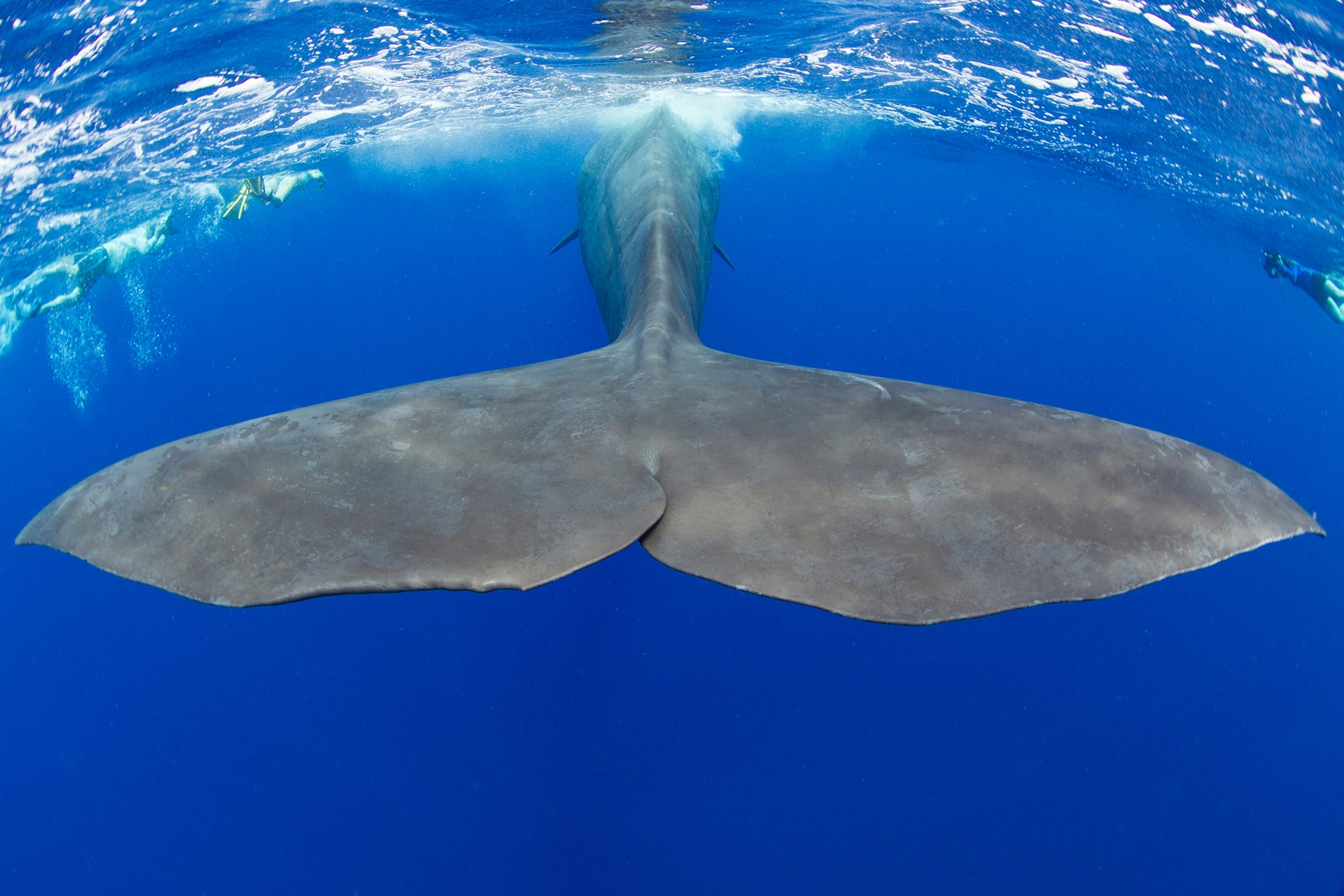 Sperm whale (Pyseter macrocephalus)