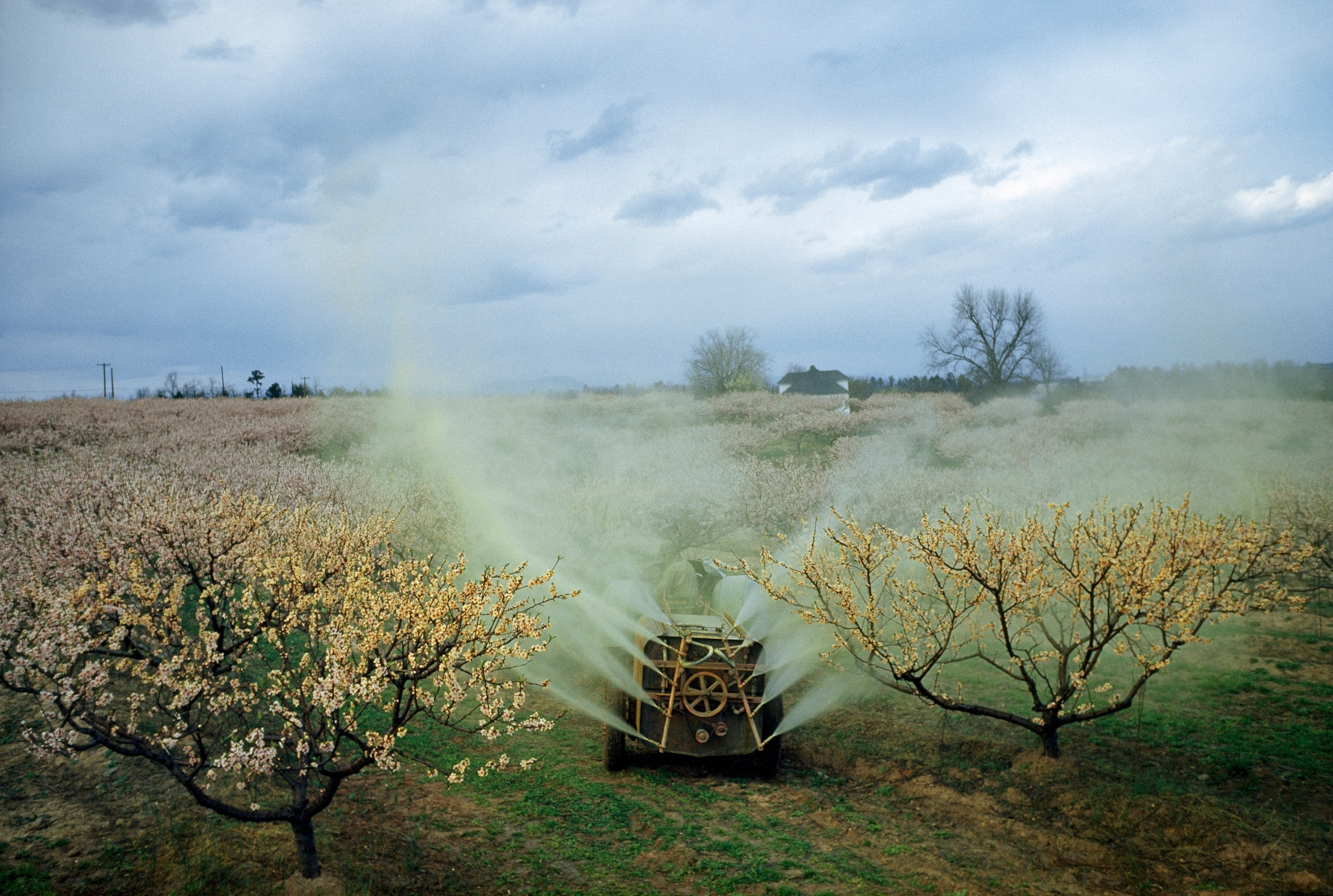 a farmer near Greer, South Carolina spraying peach trees with lime sulphur
