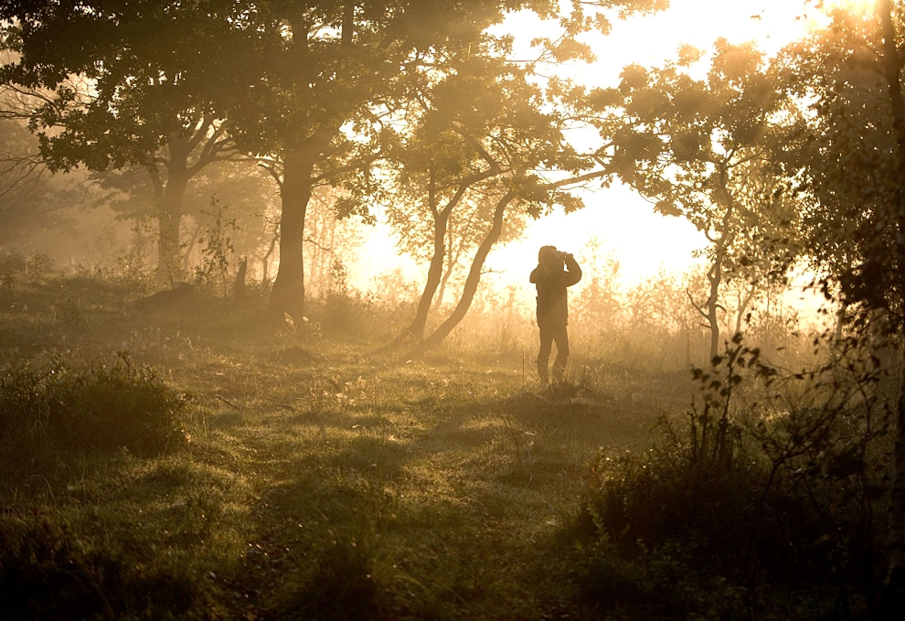 a walker in a forest at sunset, Masuria, Poland