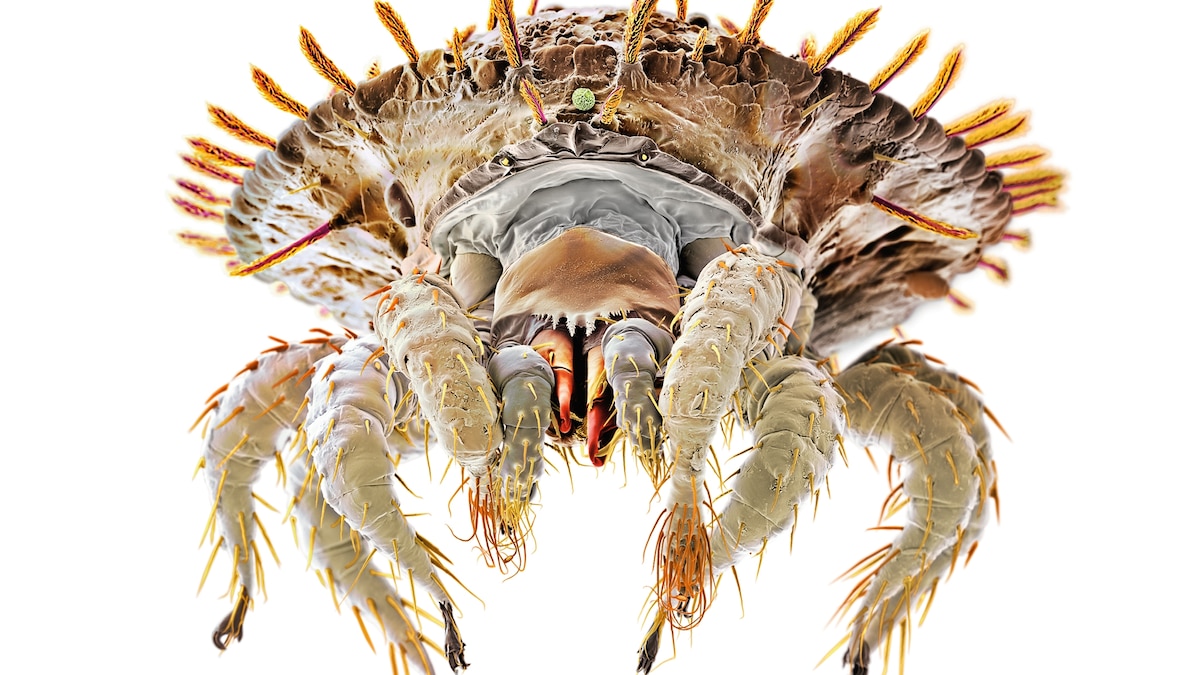 Mighty Mites National Geographic Magazine