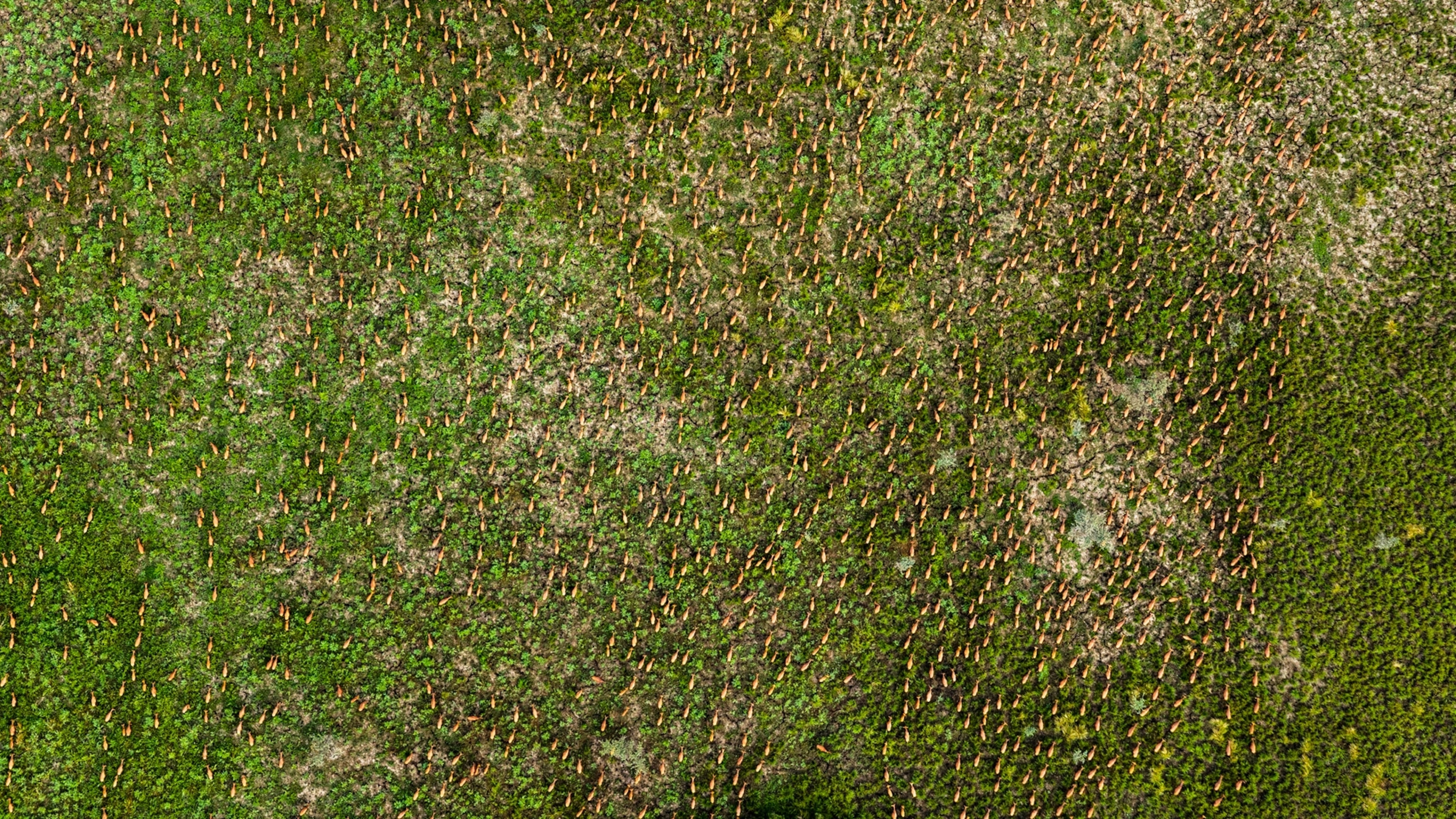 This is the World’s Largest Overland Migration. Can it Be Saved?
